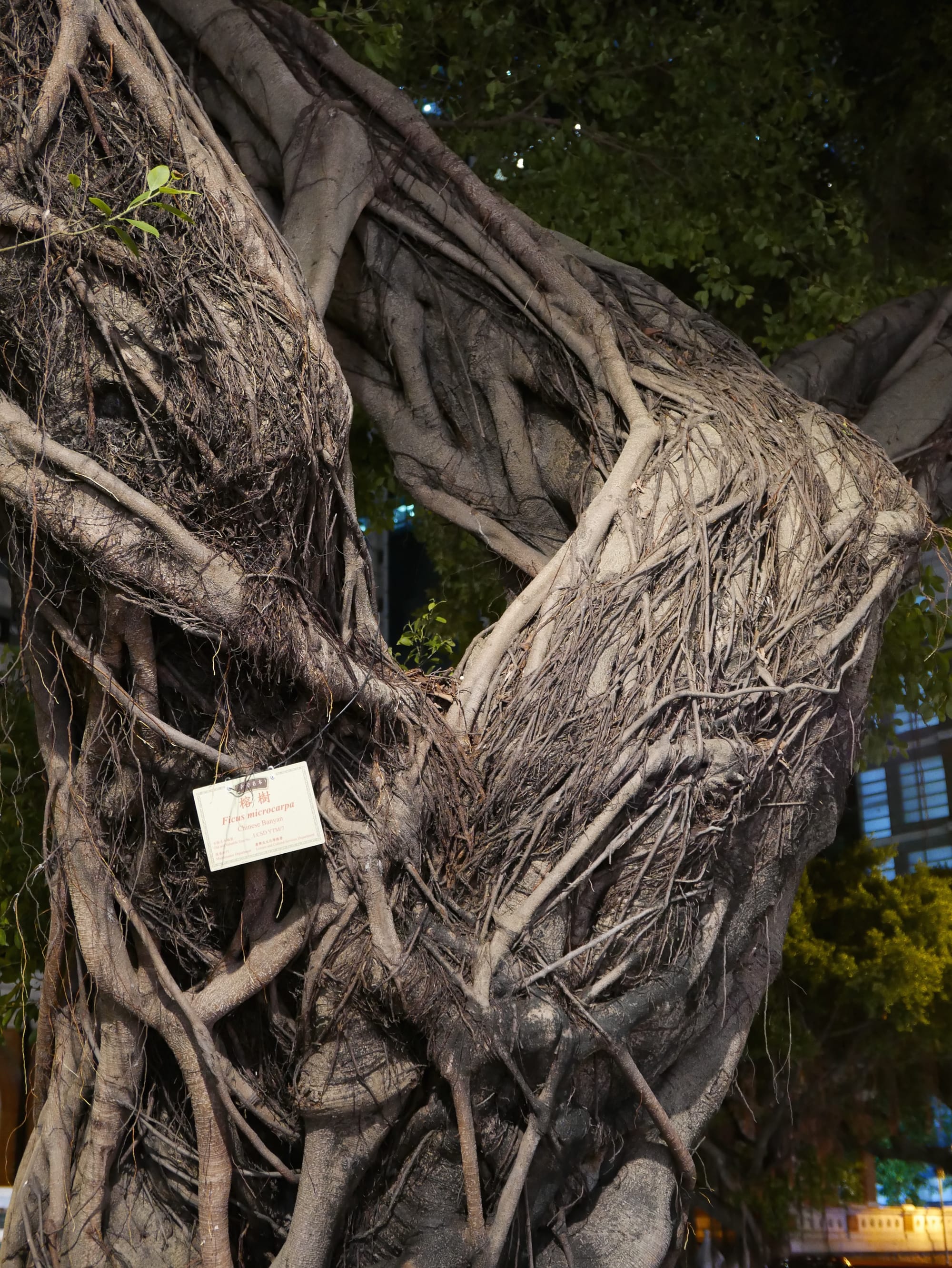 Photo by Author — Chinese Banyan of Nathan Road at night, Hong Kong