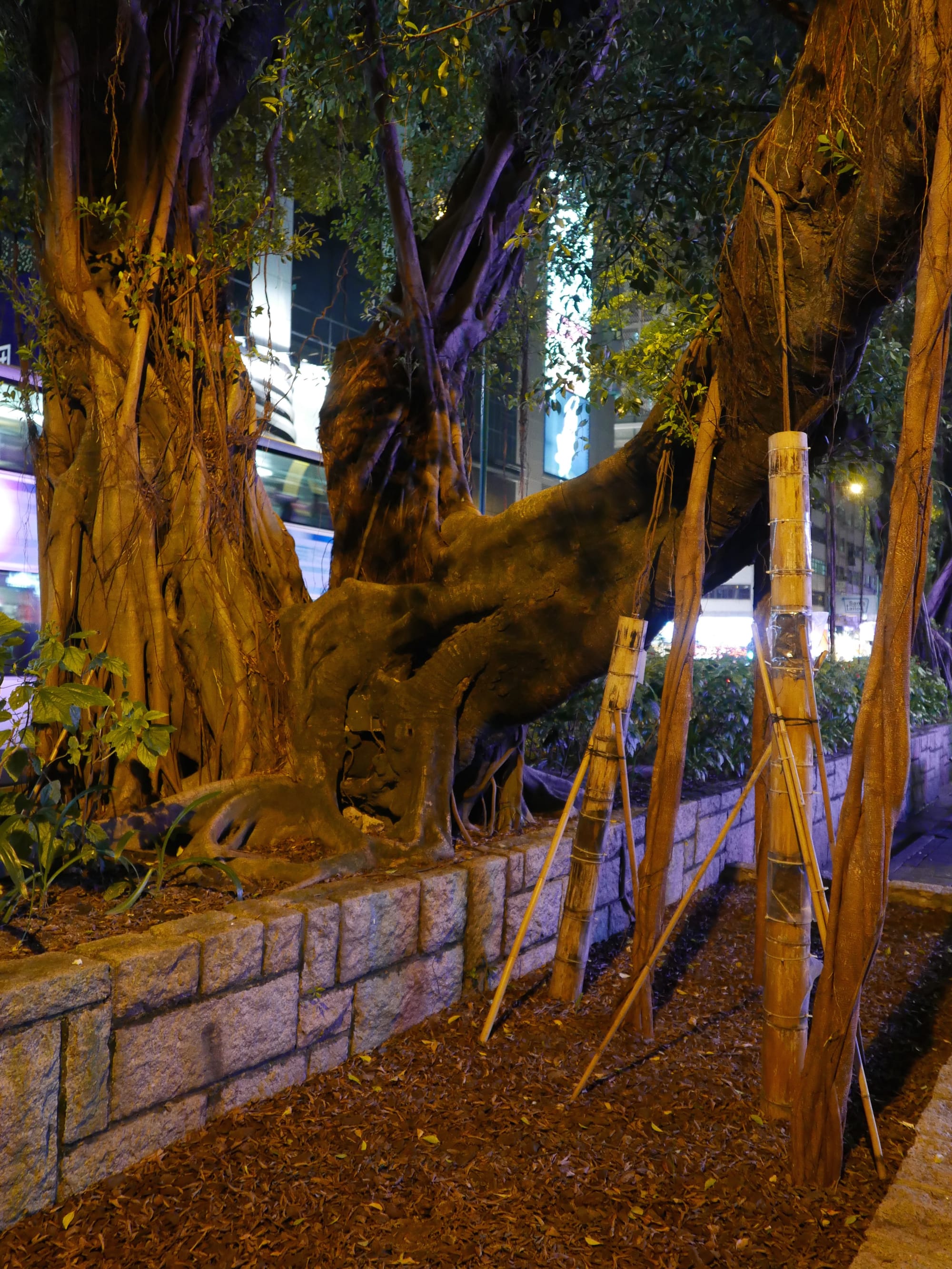 Photo by Author — Chinese Banyan of Nathan Road at night, Hong Kong