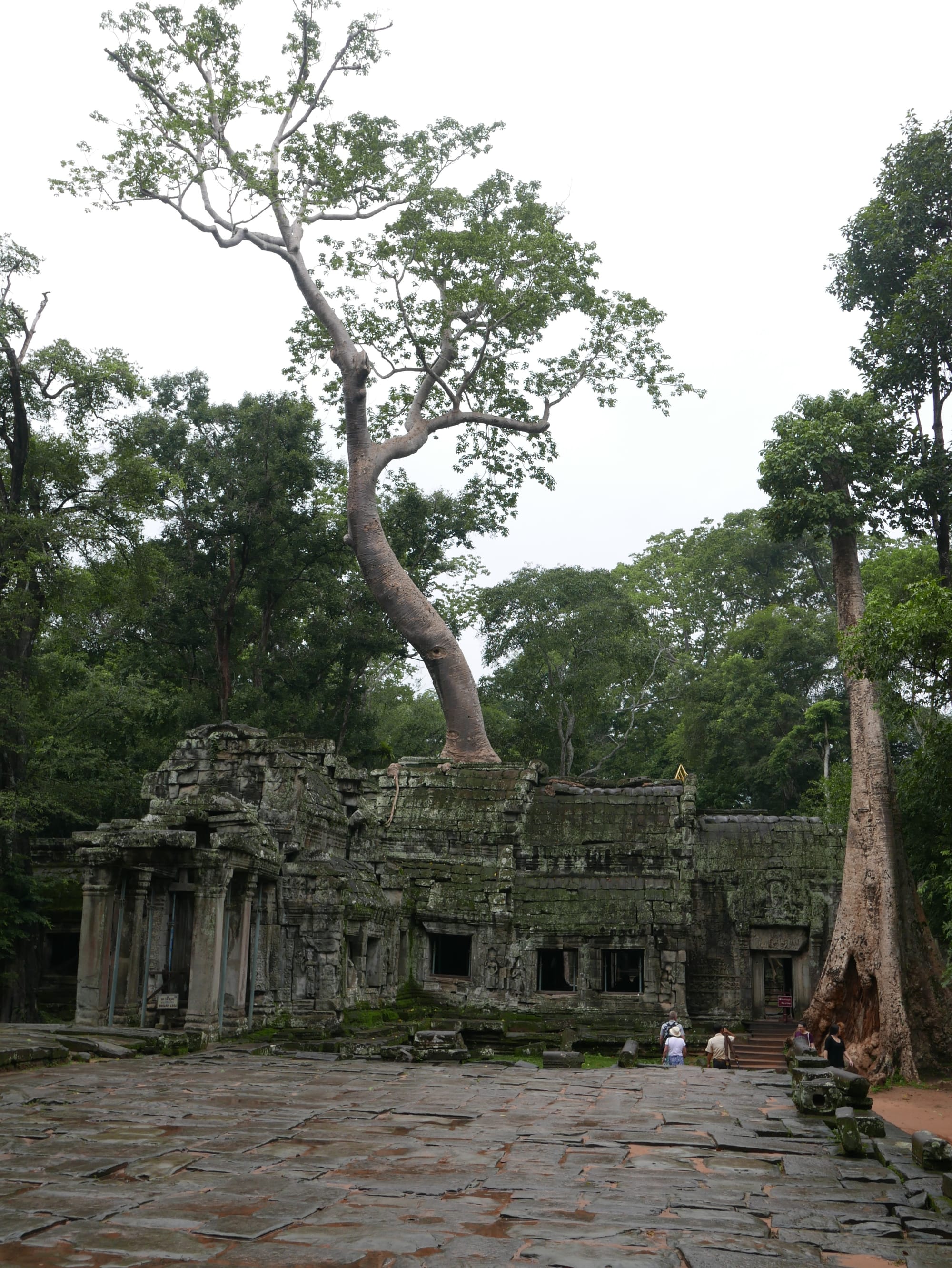 Photo by Author — main approach to — Ta Prohm (ប្រាសាទតាព្រហ្ម), Angkor Archaeological Park, Angkor, Cambodia — note the tree growing out and over the ruin