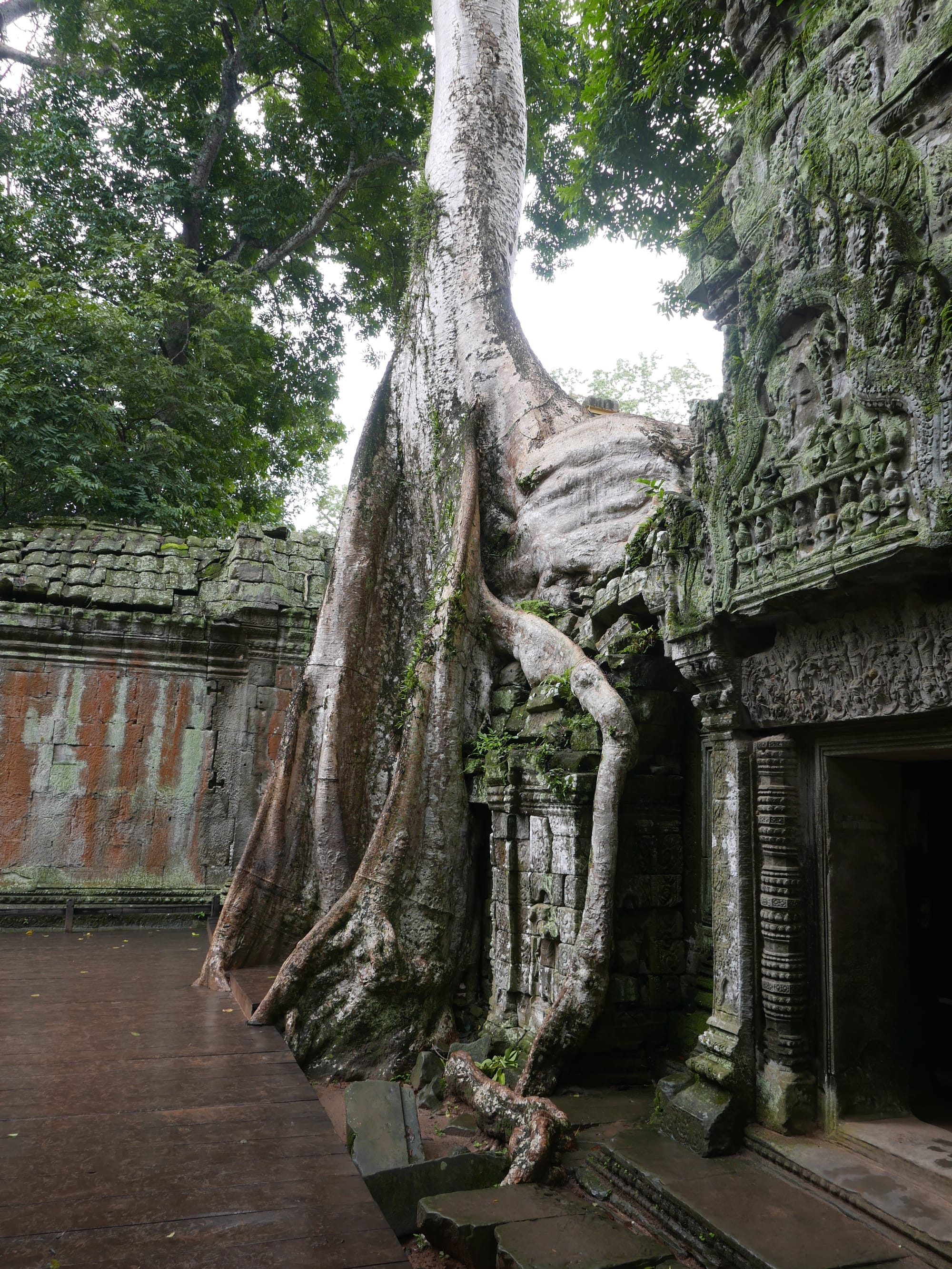 Photo by Author — trees growing over Ta Prohm (ប្រាសាទតាព្រហ្ម), Angkor Archaeological Park, Angkor, Cambodia