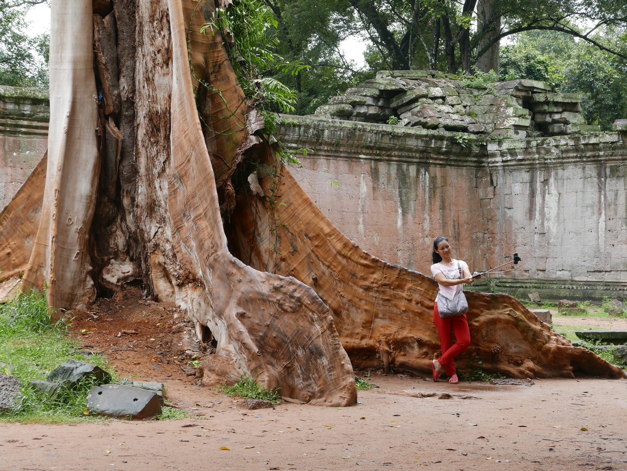 Photo by Author — one big tree and one small selfie stick — Ta Prohm (ប្រាសាទតាព្រហ្ម), Angkor Archaeological Park, Angkor, Cambodia