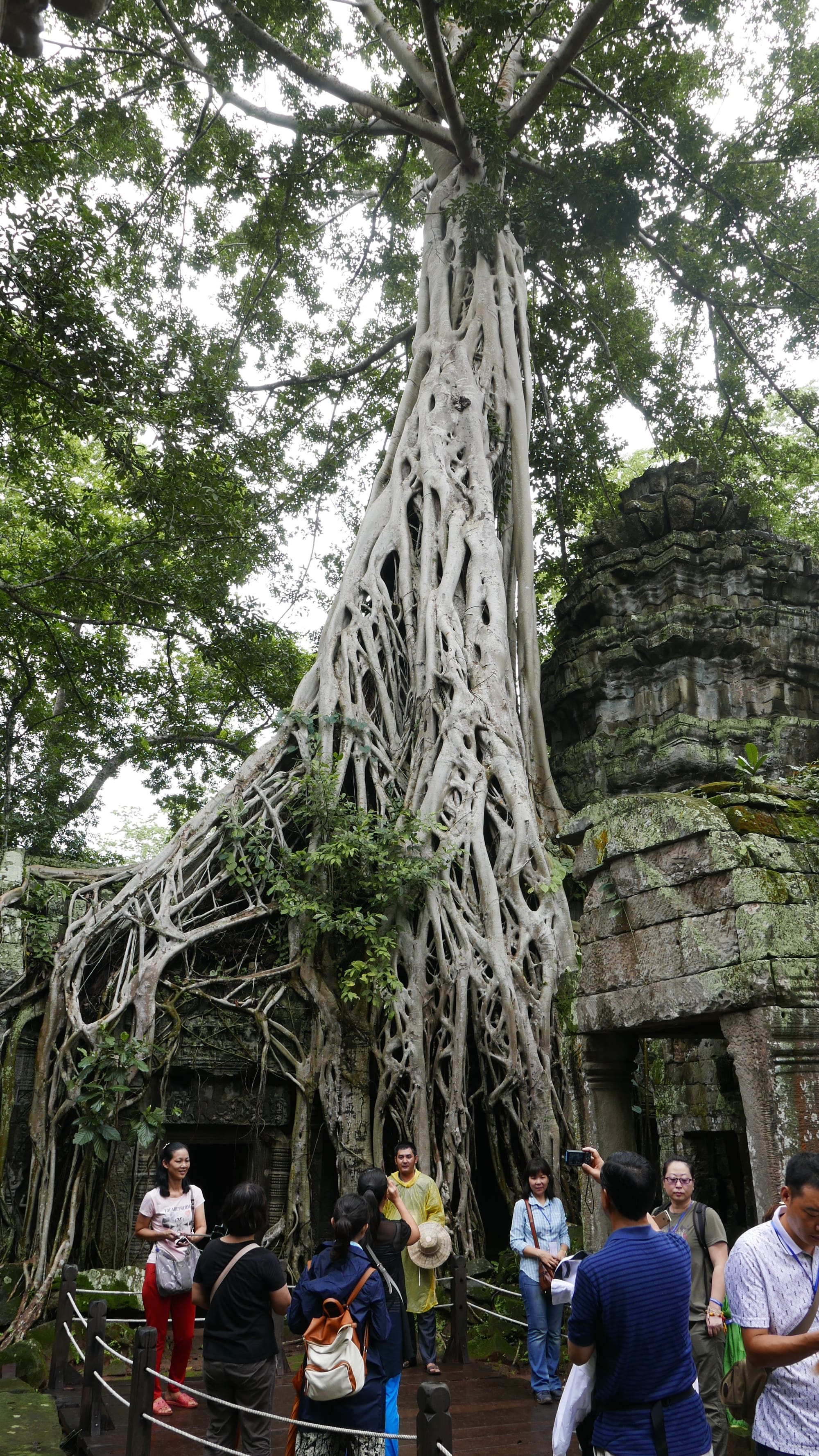 Photo by Author — a stunning tree — Ta Prohm (ប្រាសាទតាព្រហ្ម), Angkor Archaeological Park, Angkor, Cambodia