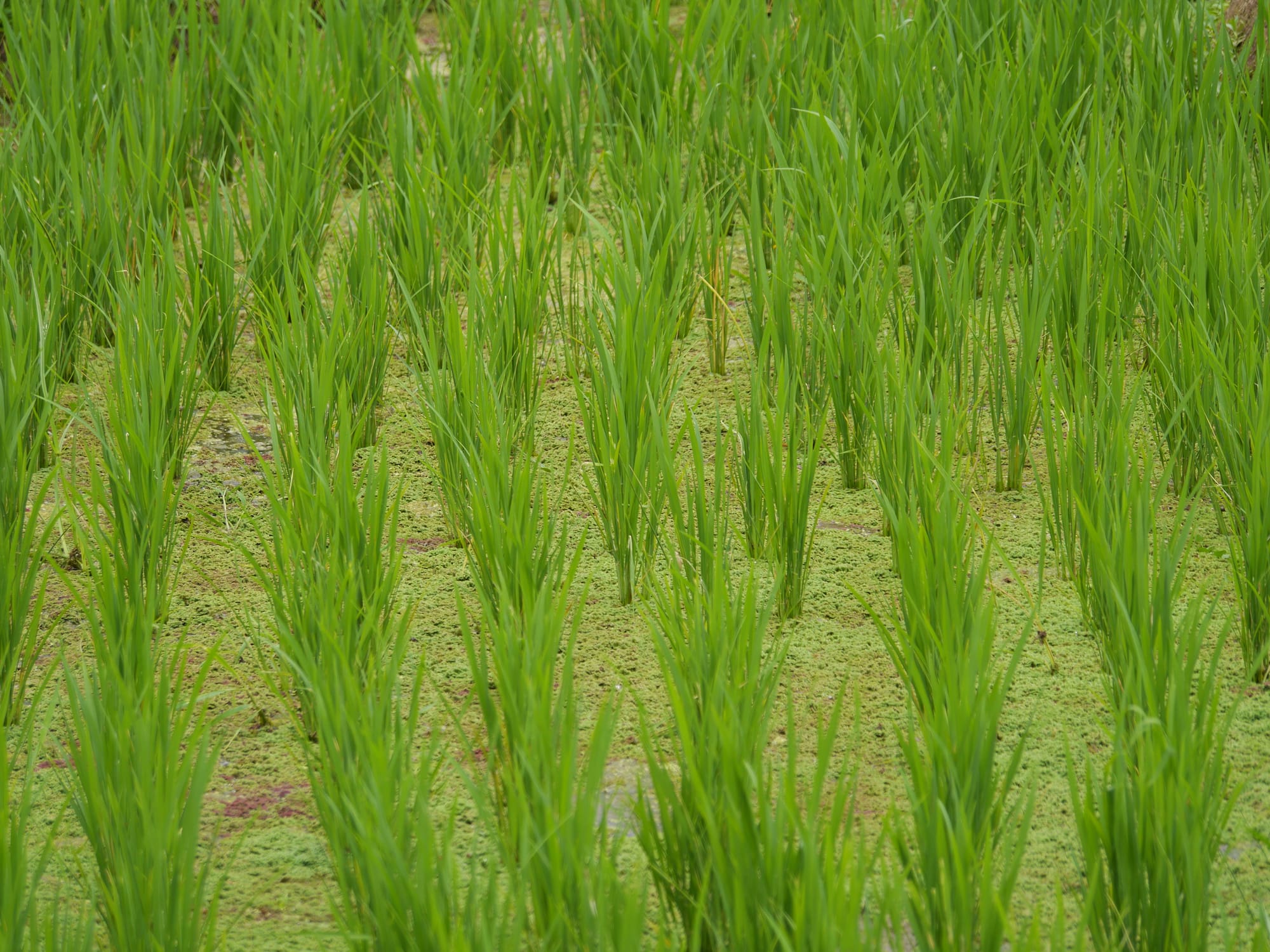 Photo by Author — rice — Warung Dhea Jatiluwih, Bali, Indonesia