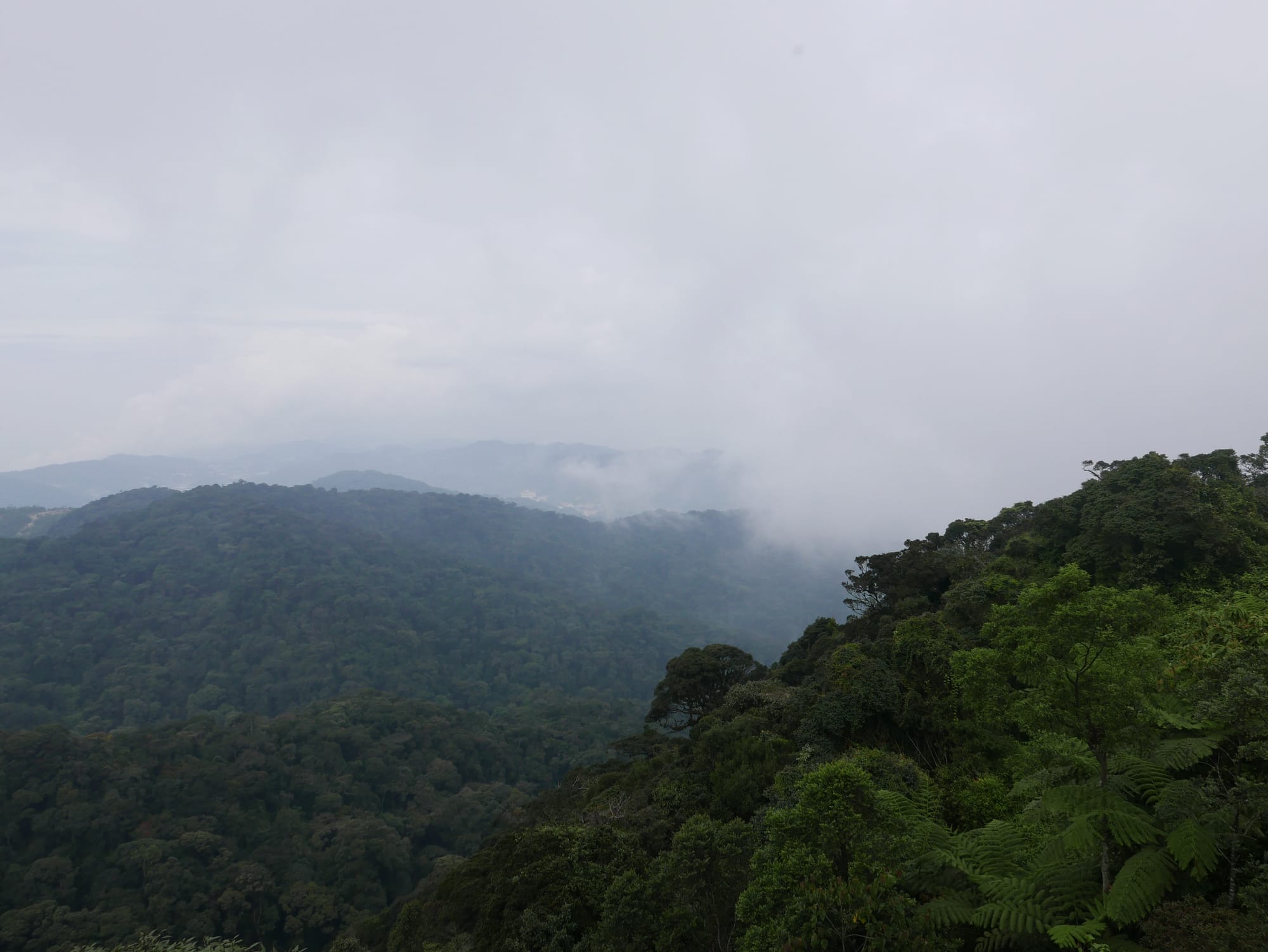 Photo by Author — looking over the forest from Puncak Gunung Brinchang and Watch Tower, Cameron Highlands, Malaysia