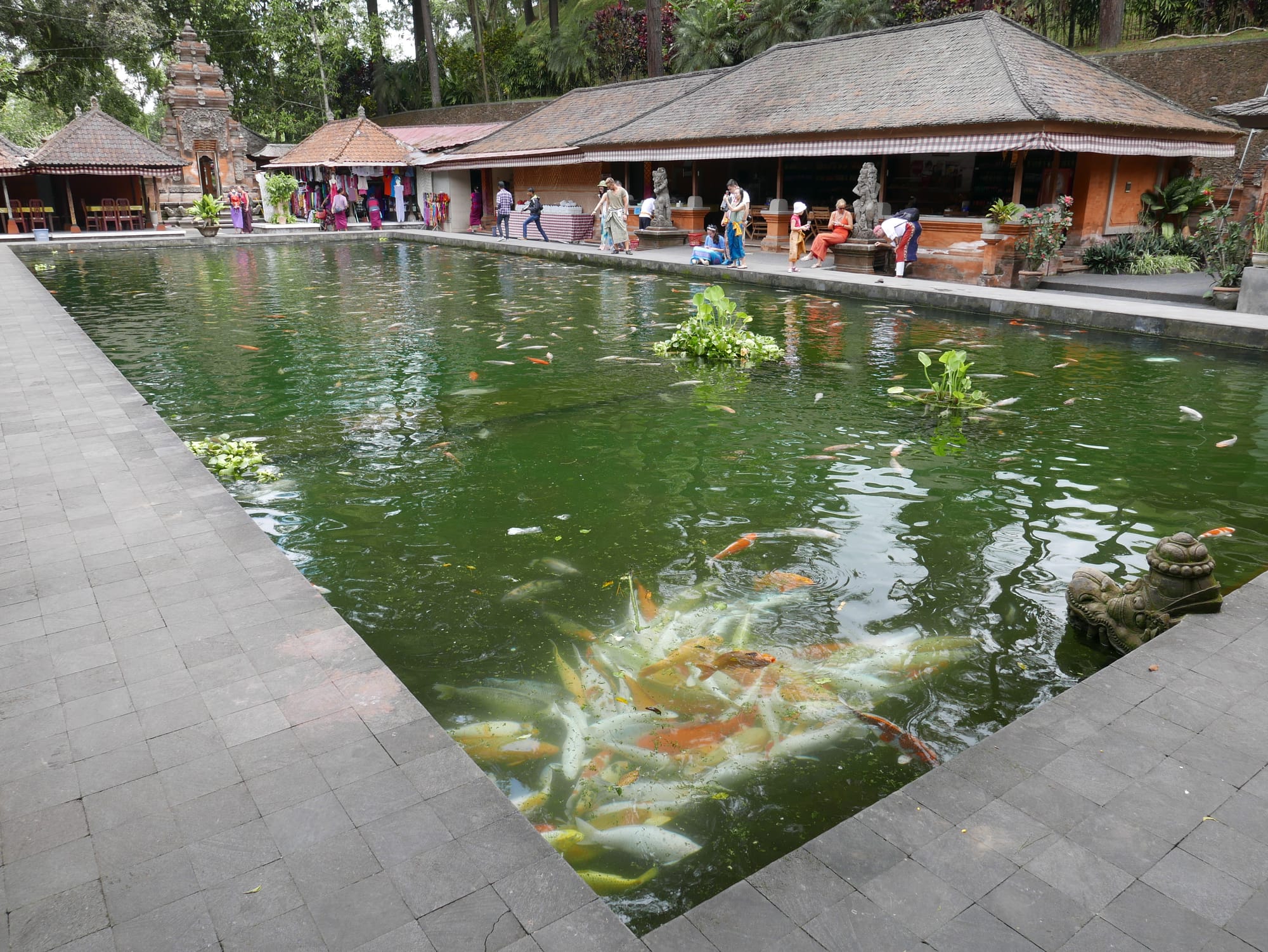 Photo by Author — carp pond — Pura Tirta Empul (Tirta Empul Temple), Bali, Indonesia