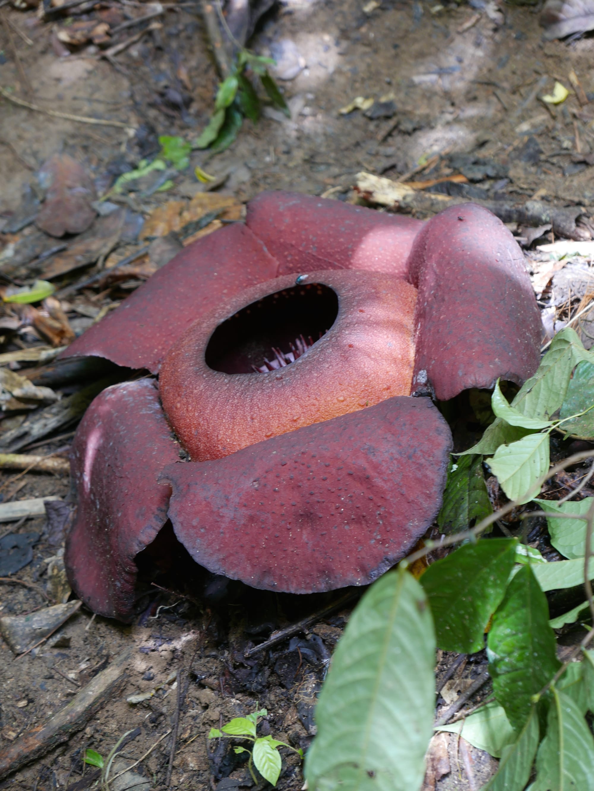 Photo by Author — the Rafflesia — Cameron Highlands, Malaysia