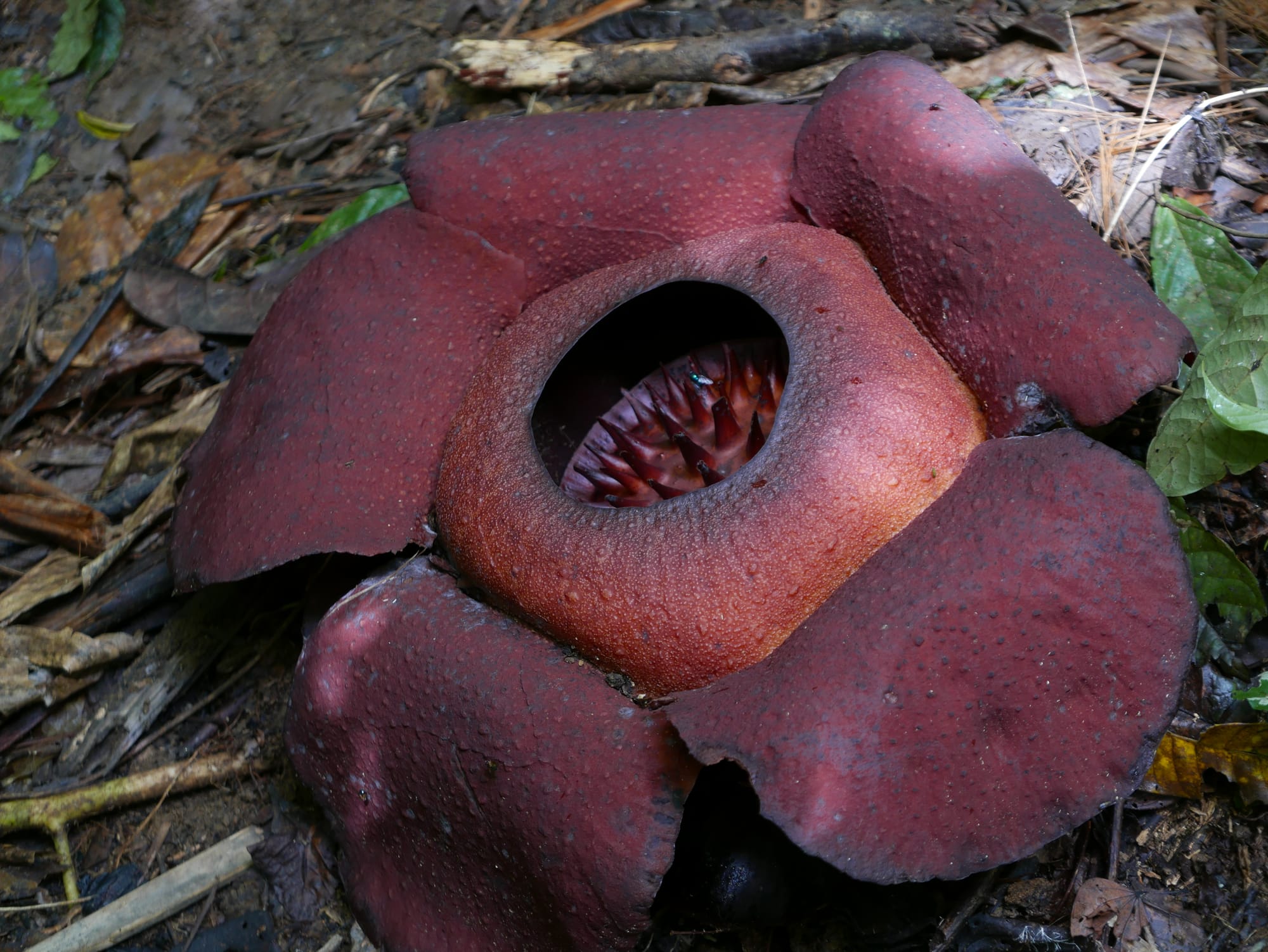 Photo by Author — the Rafflesia — Cameron Highlands, Malaysia