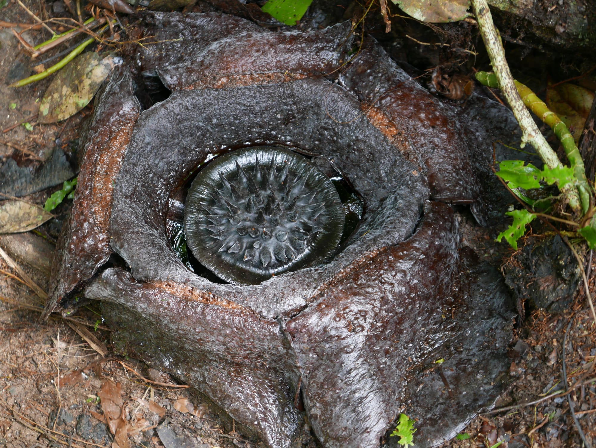 Photo by Author — a dead Rafflesia — Cameron Highlands, Malaysia 