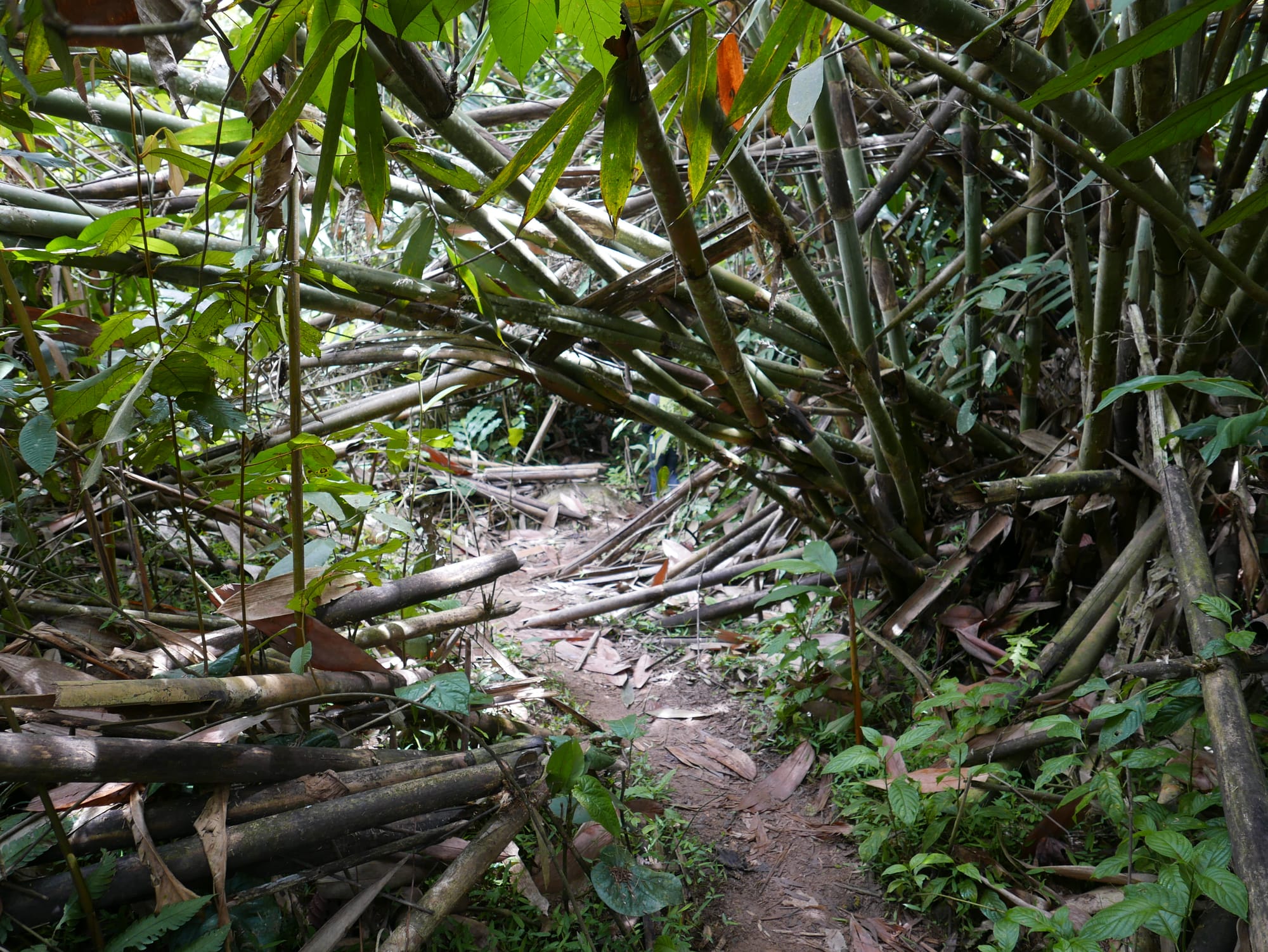 Photo by Author — bamboo on the hike to see the Rafflesia — Cameron Highlands, Malaysia