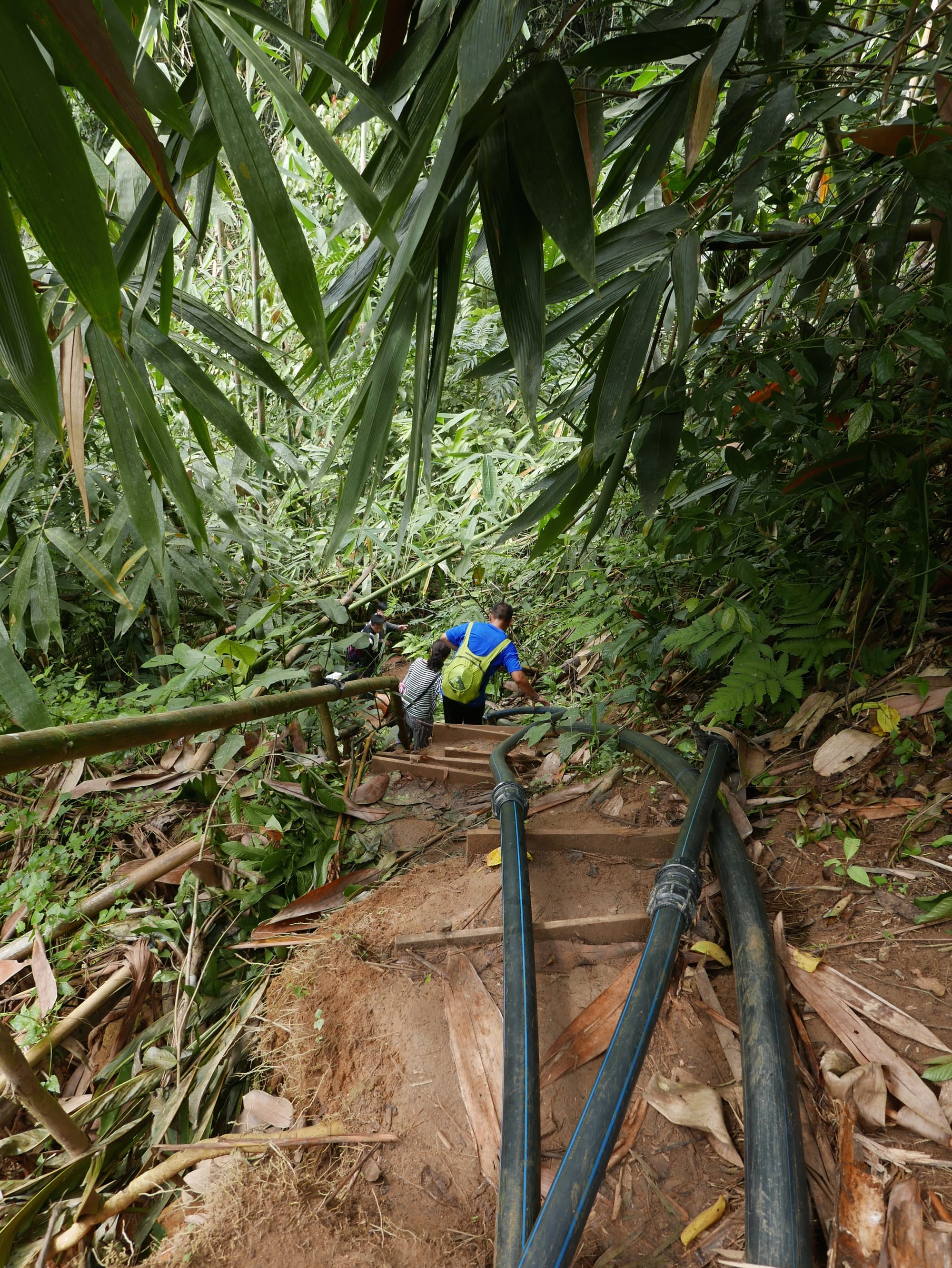 Photo by Author — water pipes on the hike to see the Rafflesia — Cameron Highlands, Malaysia