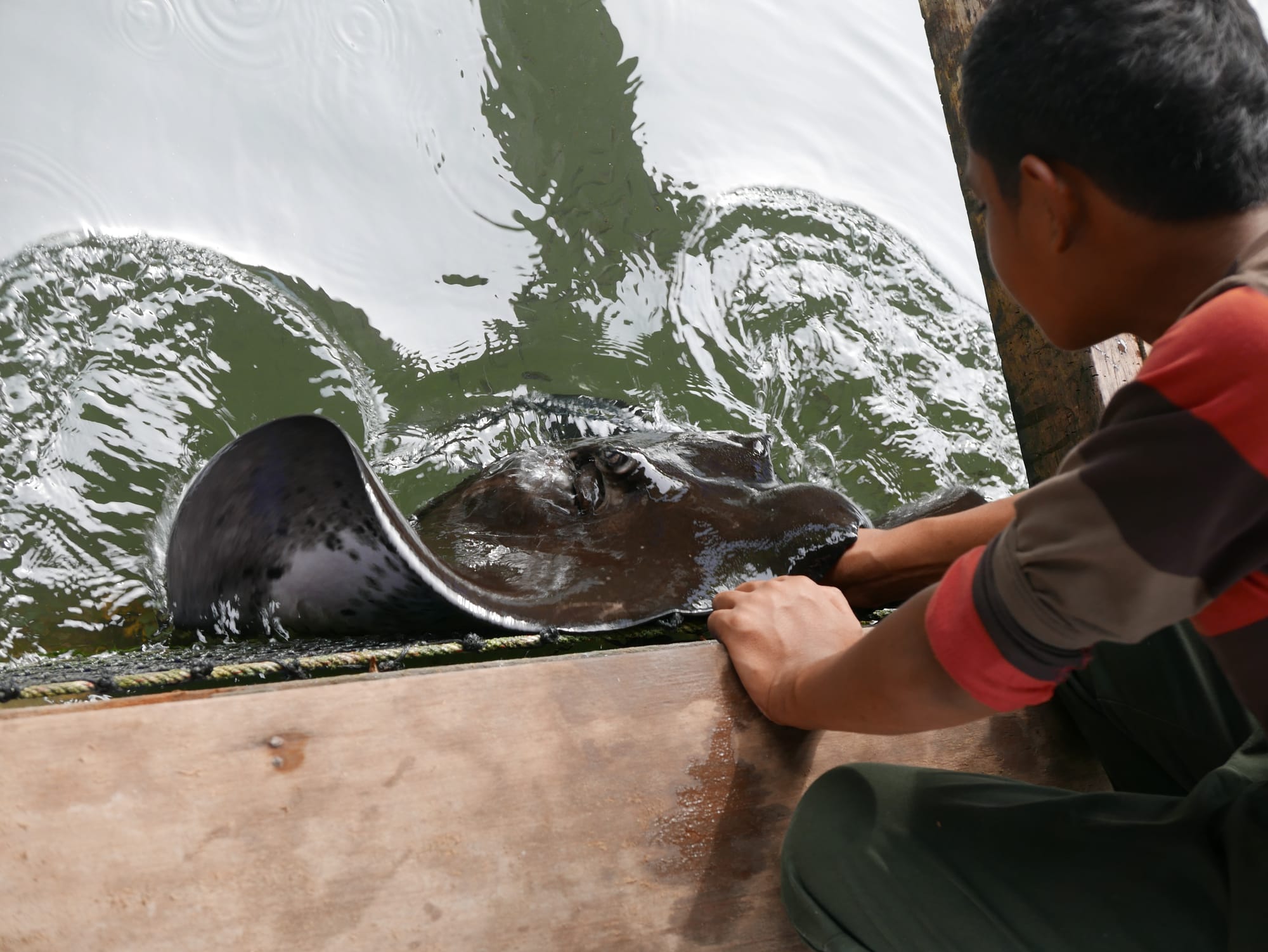 Photo by Author — feeding a ray by hand — Tg Rhu Mangrove Tour, Langkawi, Malaysia