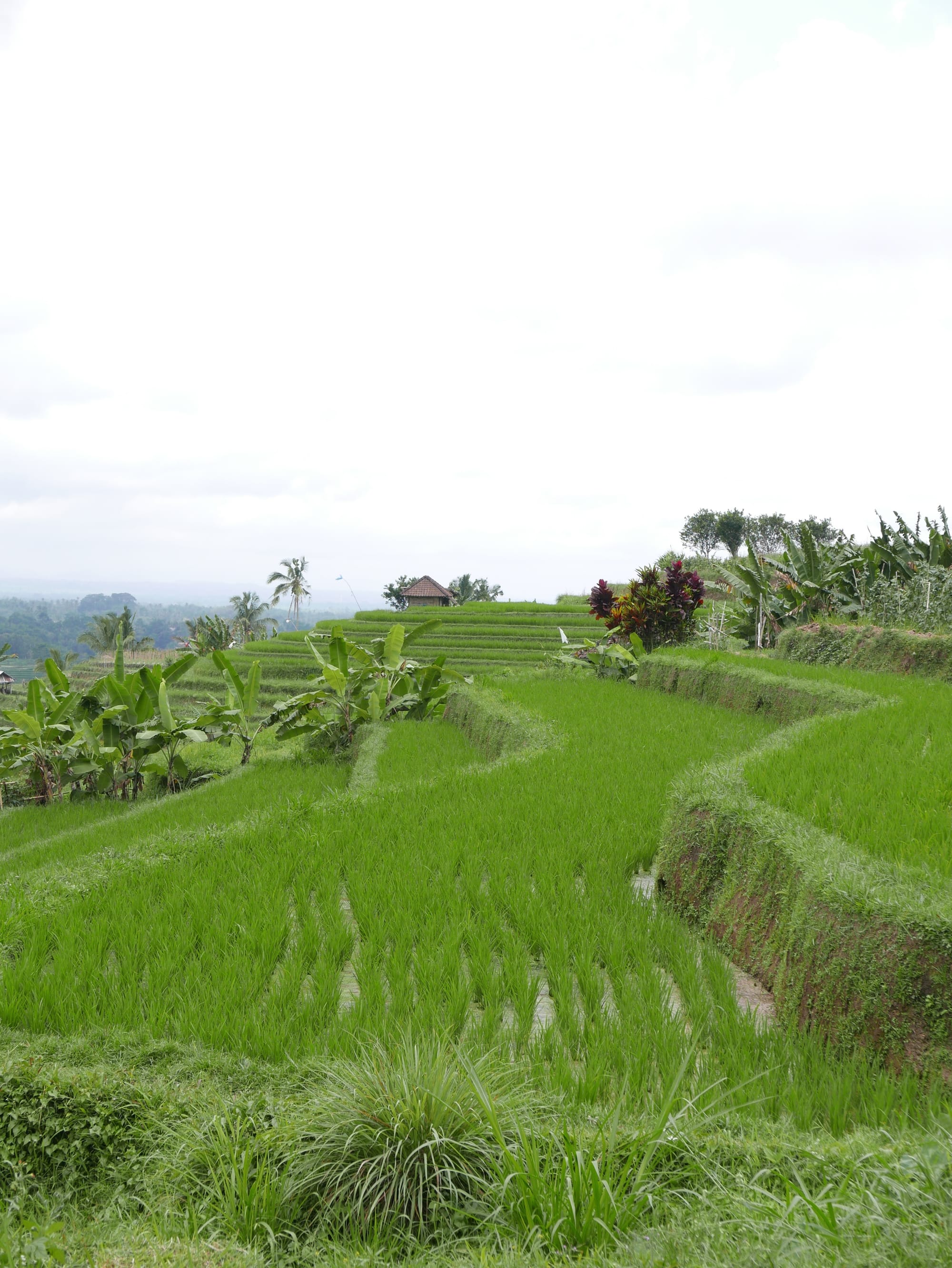 Photo by Author — rice fields of Warung Dhea Jatiluwih, Bali, Indonesia