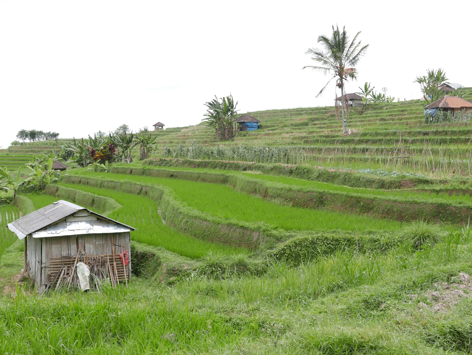 Photo by Author — rice fields of Warung Dhea Jatiluwih, Bali, Indonesia