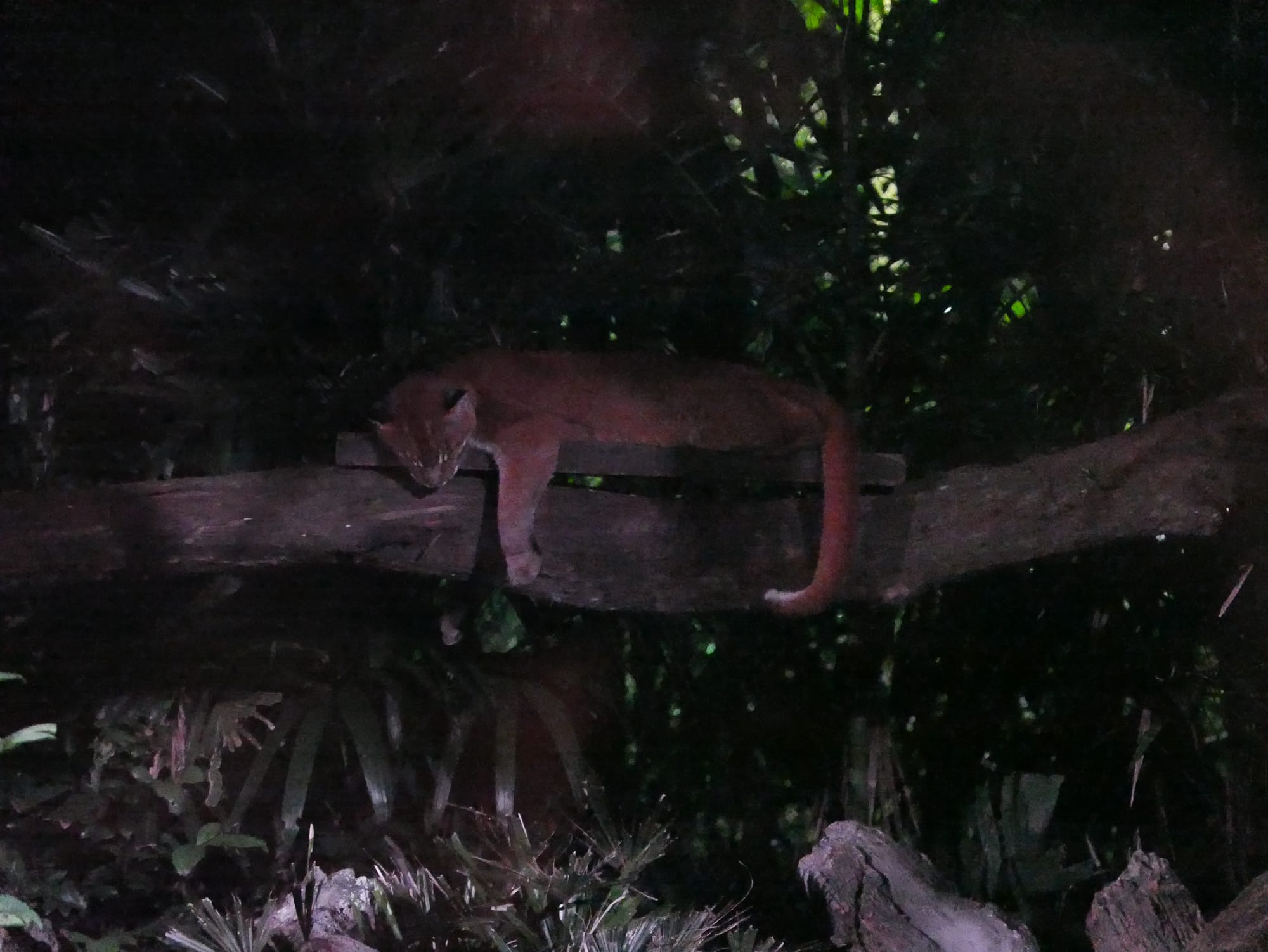 Photo by Author — sleeping animal — Singapore Zoo Night Safari, Singapore