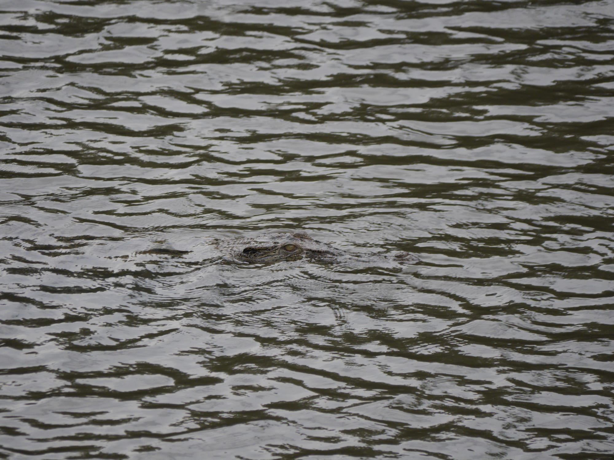 Photo by Author — I still can’t believe there are crocodiles in Singapore — Sungei Buloh Wetland Reserve, Singapore