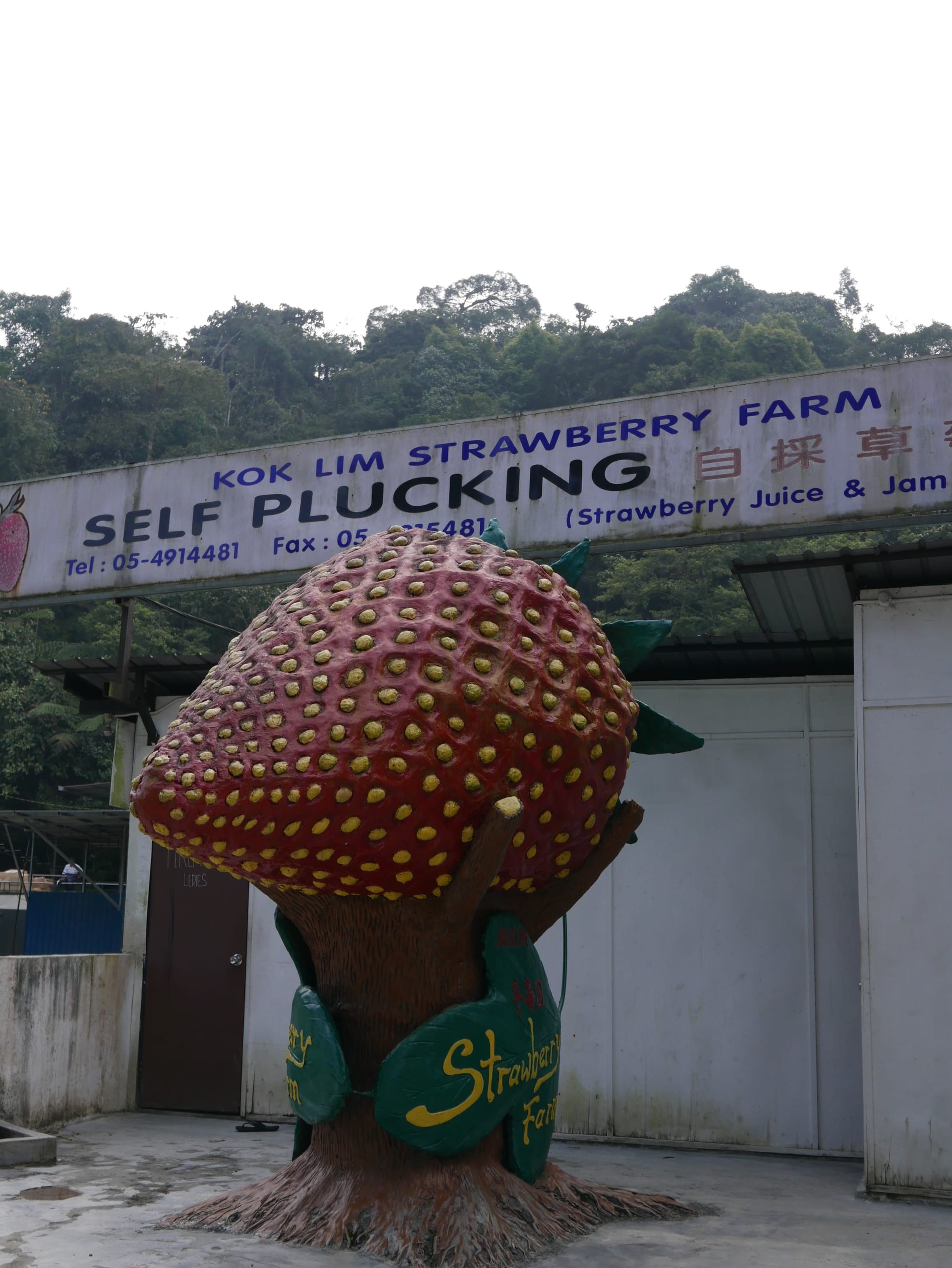 Photo by Author — self-plucking strawberries — Cameron Highlands, Malaysia