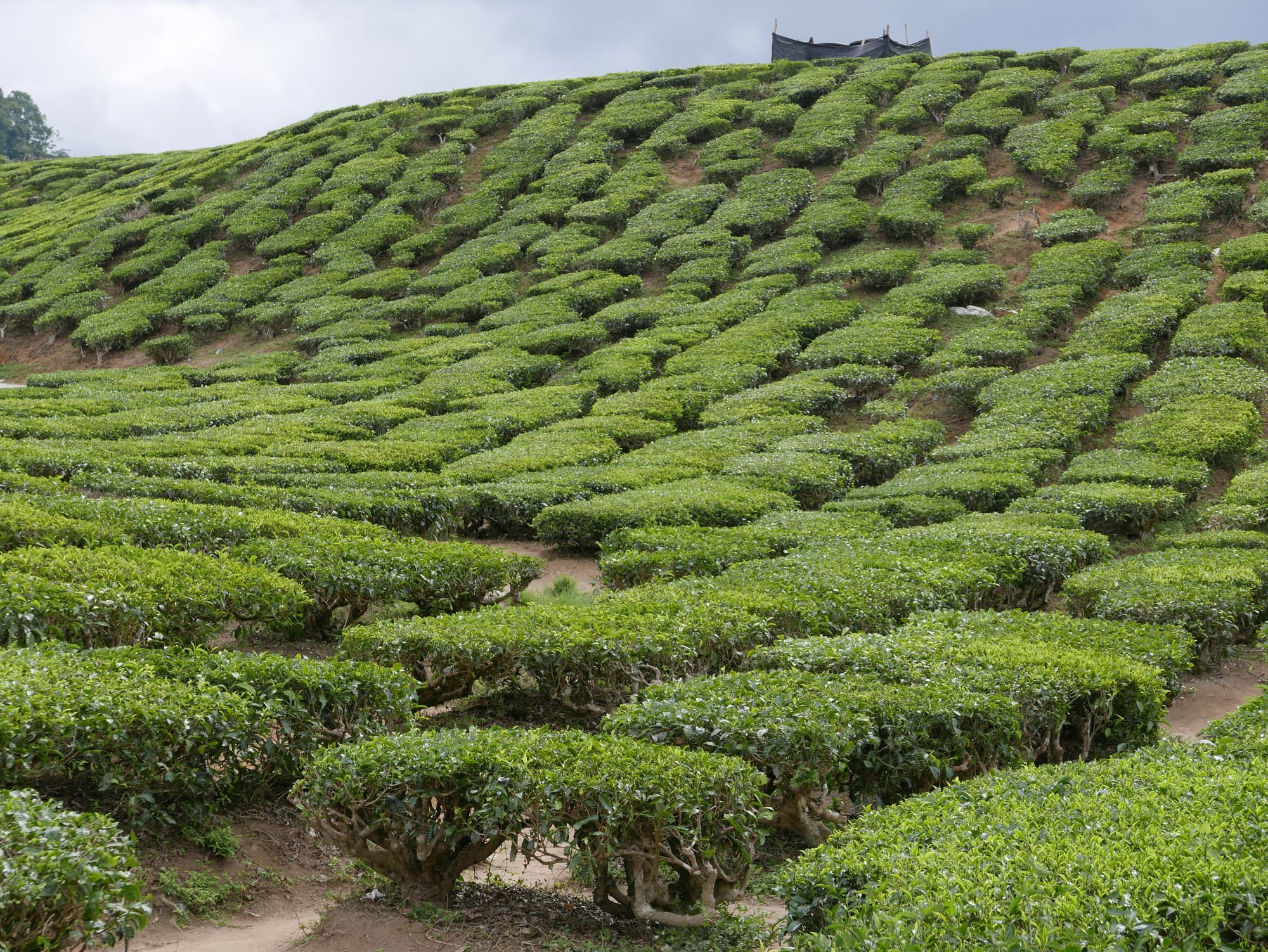 Photo by Author — tea plantation — Cameron Valley Tea House, Cameron Highlands, Malaysia