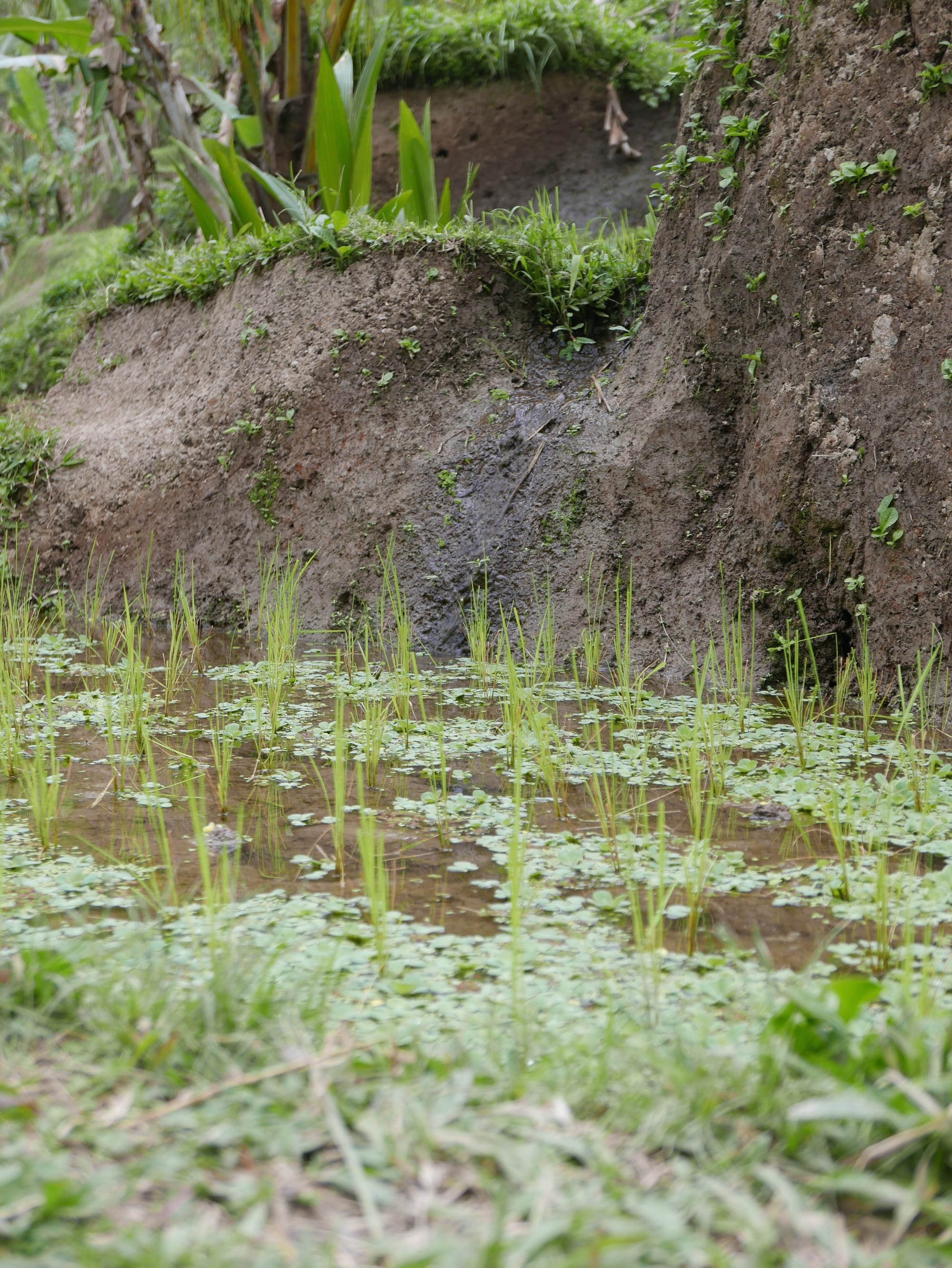 Photo by Author — The Tegallalang Rice Terraces, Bali, Indonesia