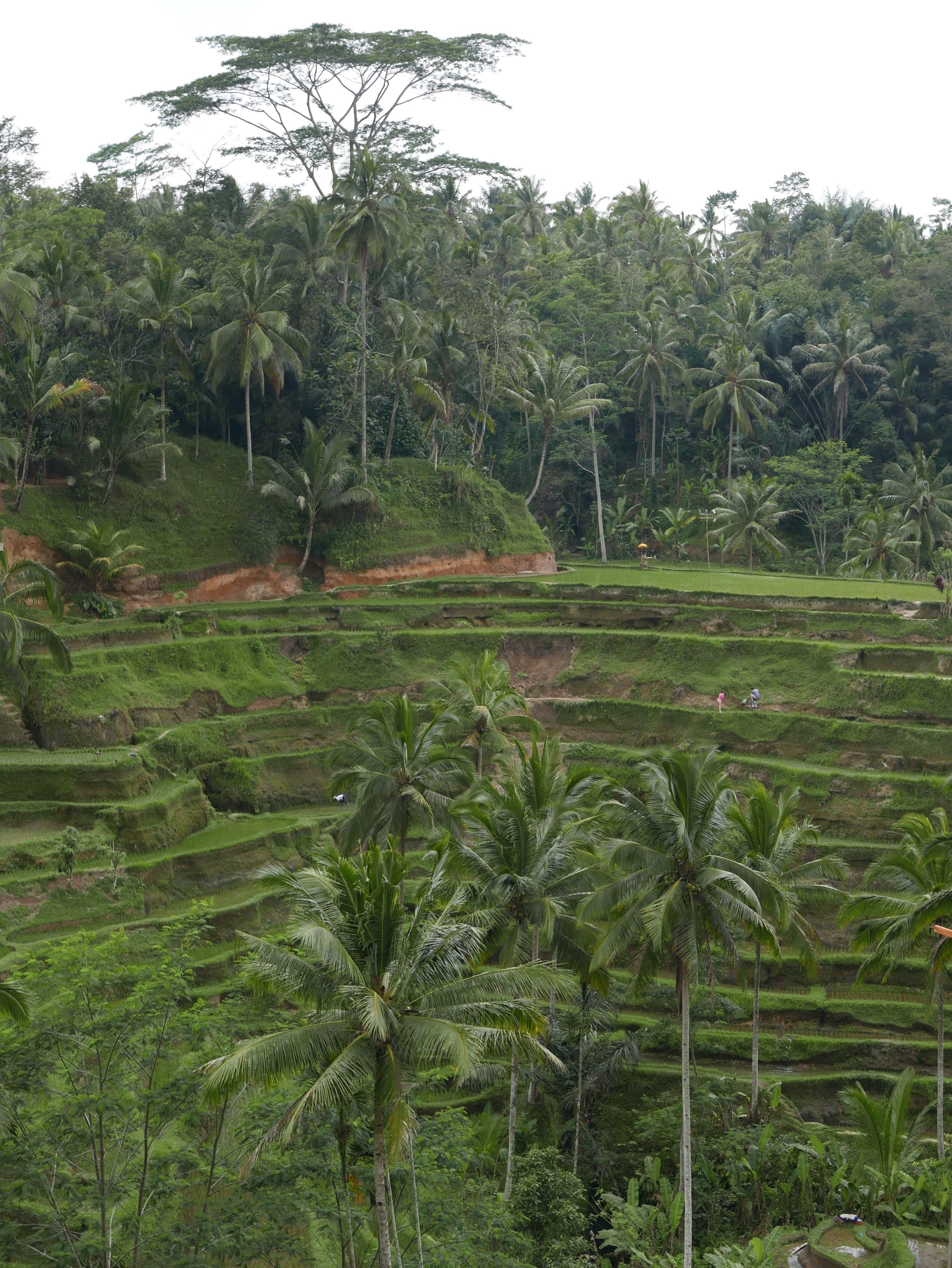 Photo by Author — The Tegallalang Rice Terraces, Bali, Indonesia