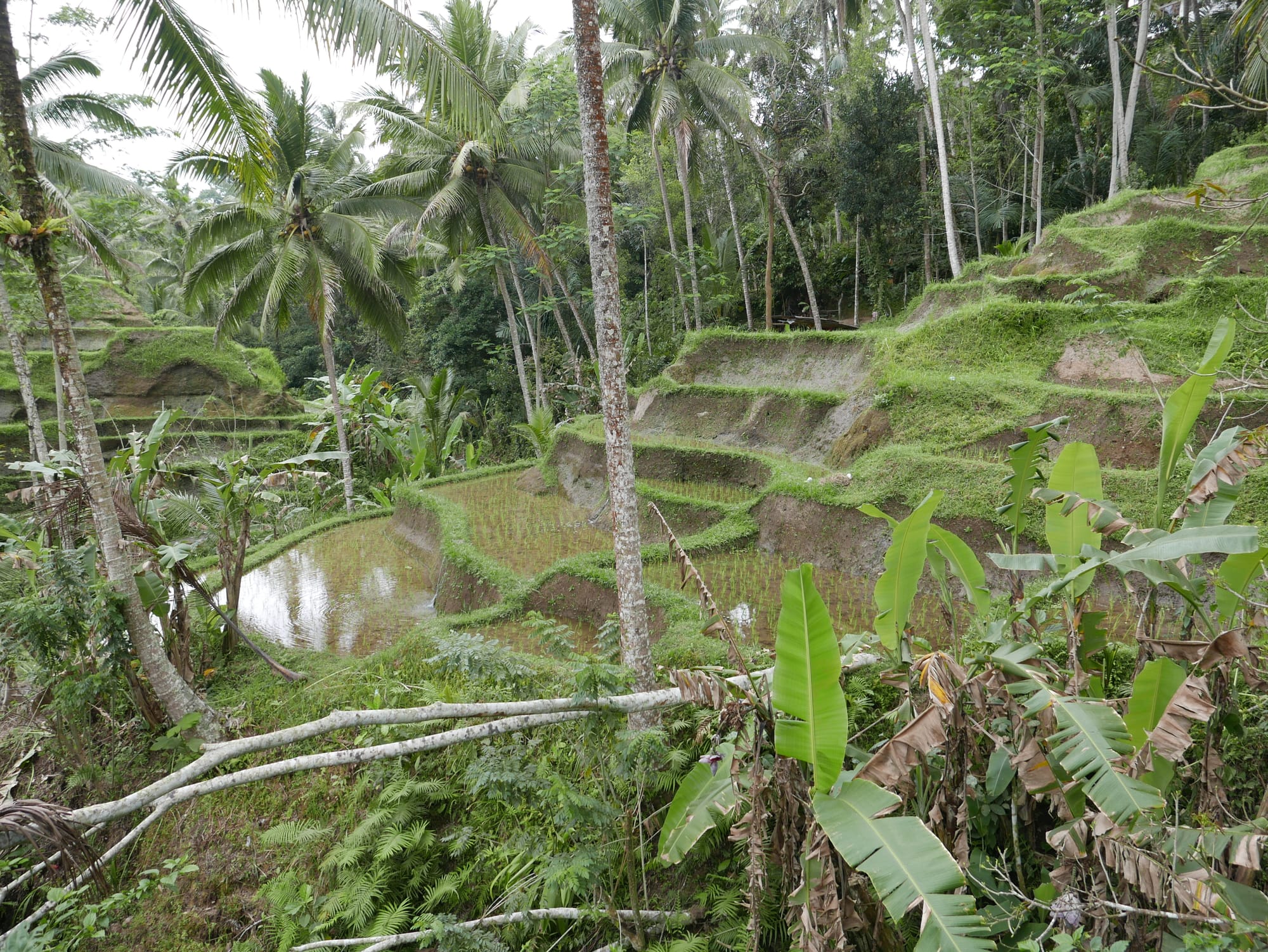 Photo by Author — The Tegallalang Rice Terraces, Bali, Indonesia