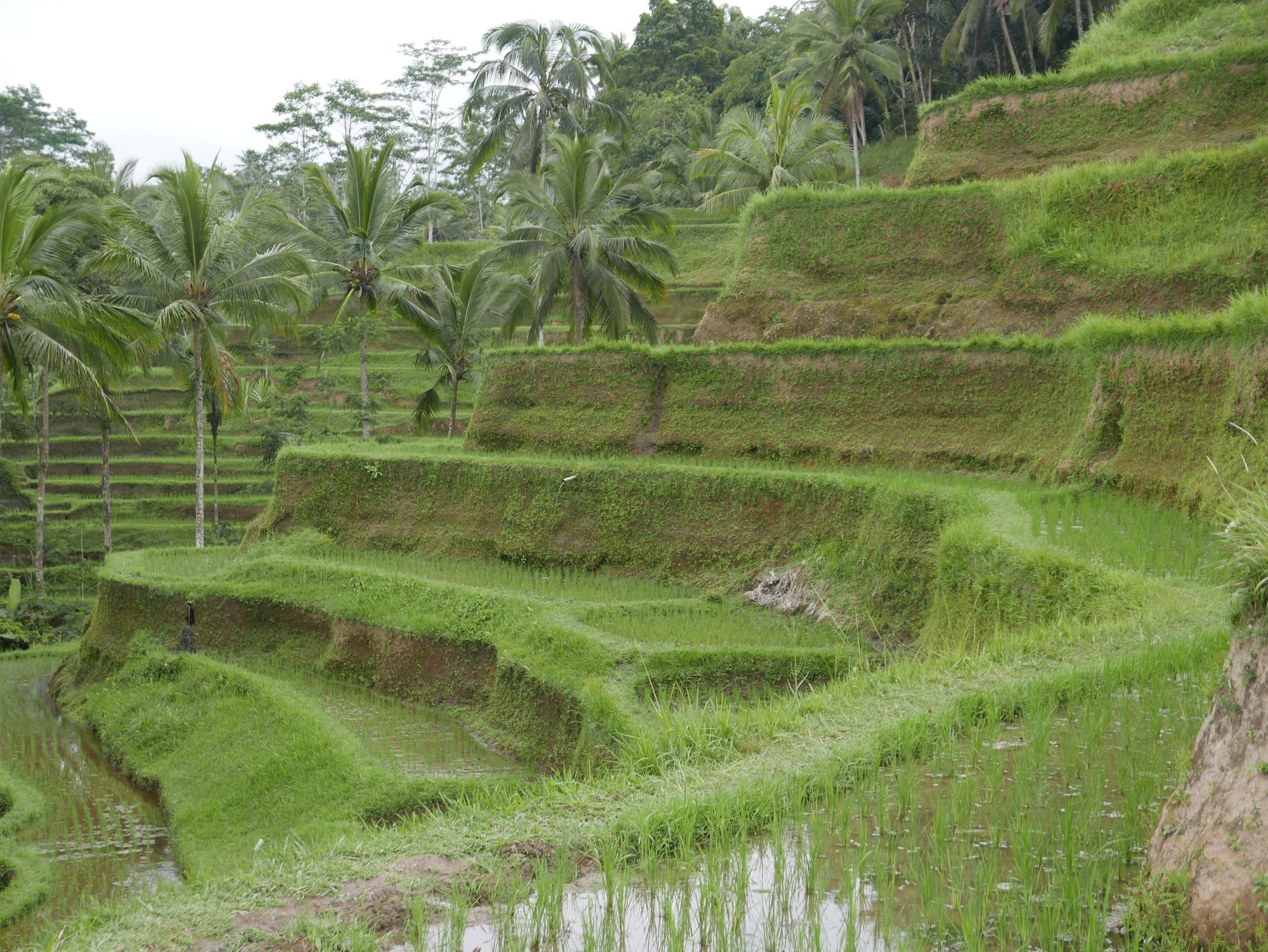 Photo by Author — The Tegallalang Rice Terraces, Bali, Indonesia