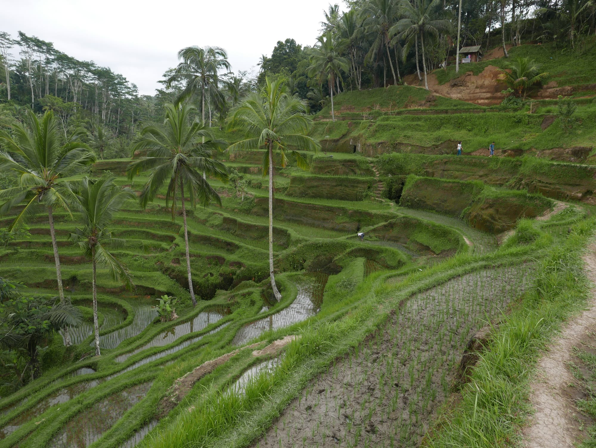 Photo by Author — The Tegallalang Rice Terraces, Bali, Indonesia