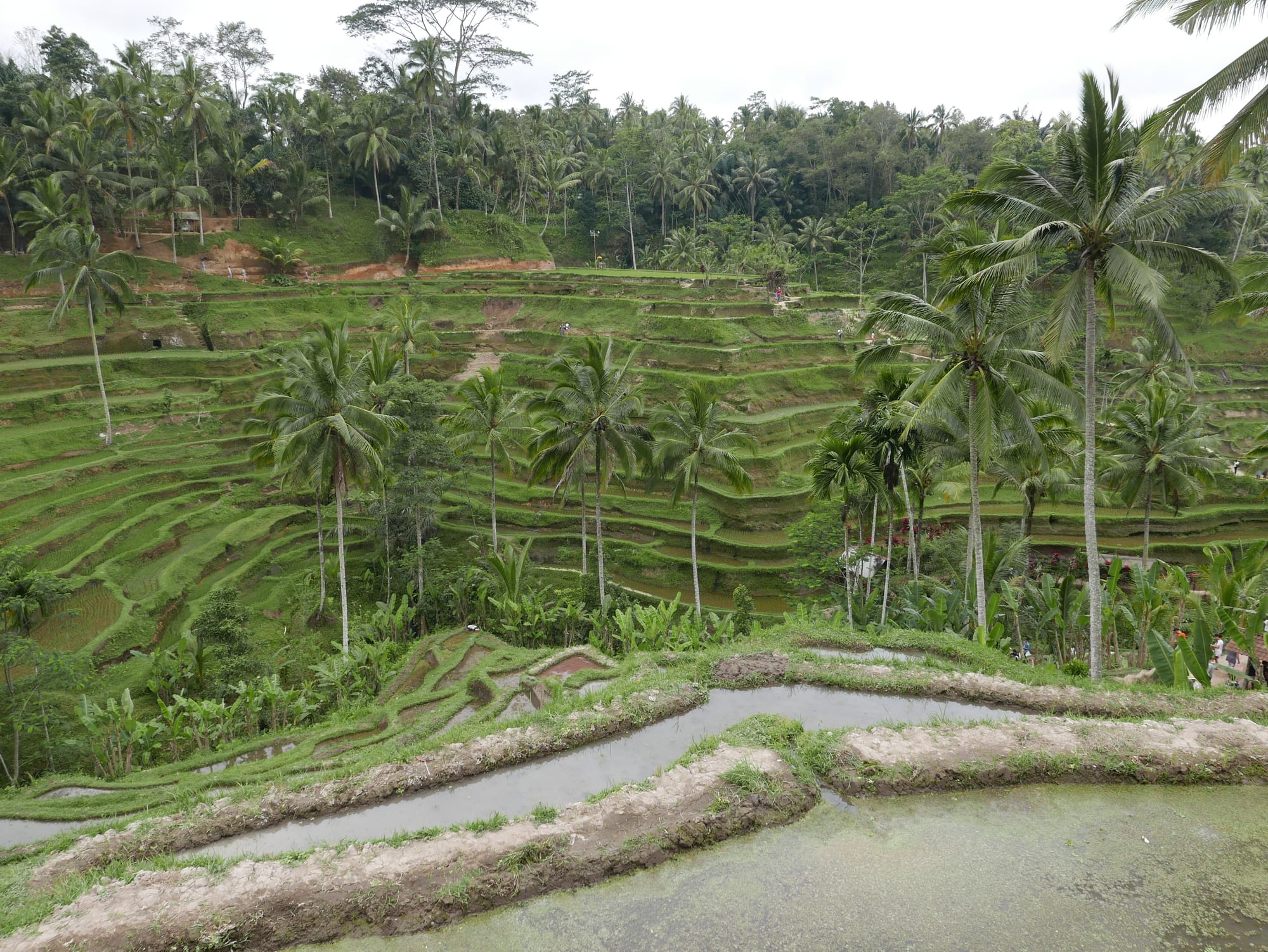 Photo by Author — The Tegallalang Rice Terraces, Bali, Indonesia