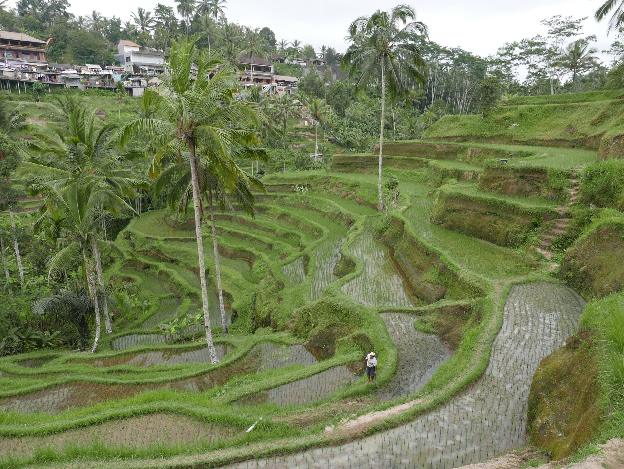 Photo by Author — The Tegallalang Rice Terraces, Bali, Indonesia