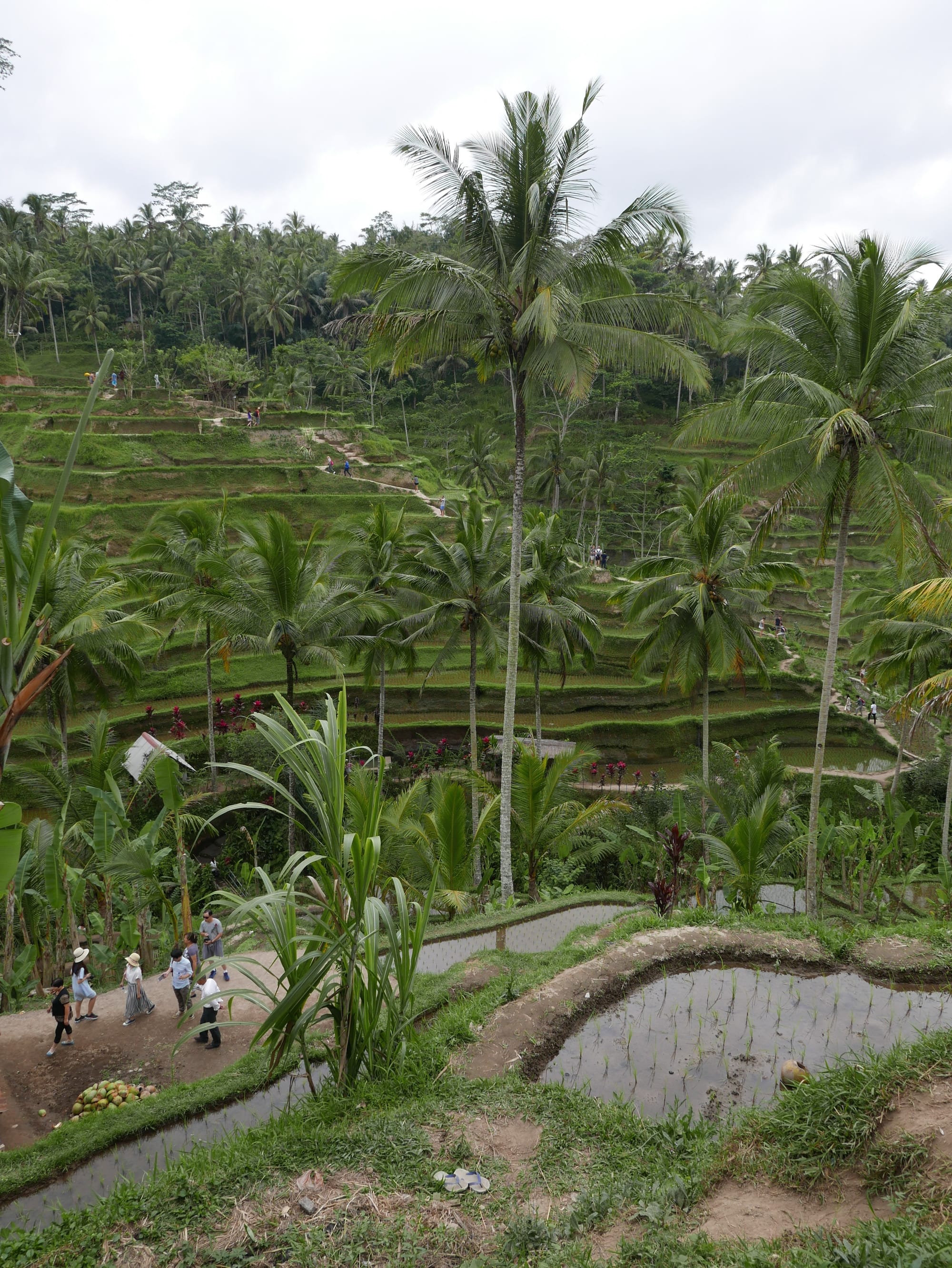 Photo by Author — The Tegallalang Rice Terraces, Bali, Indonesia