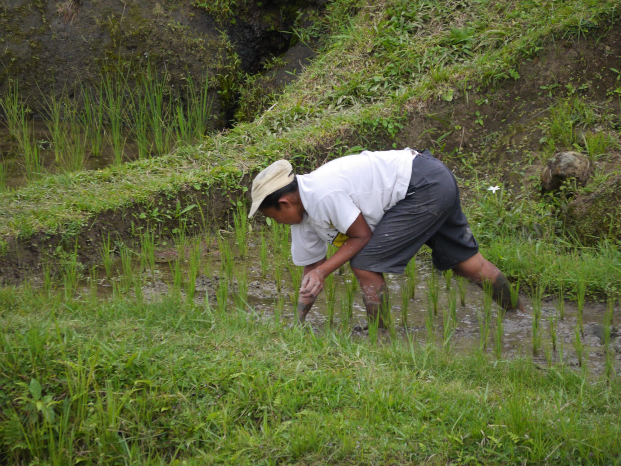 Photo by Author — a worker at the Tegallalang Rice Terraces, Bali, Indonesia