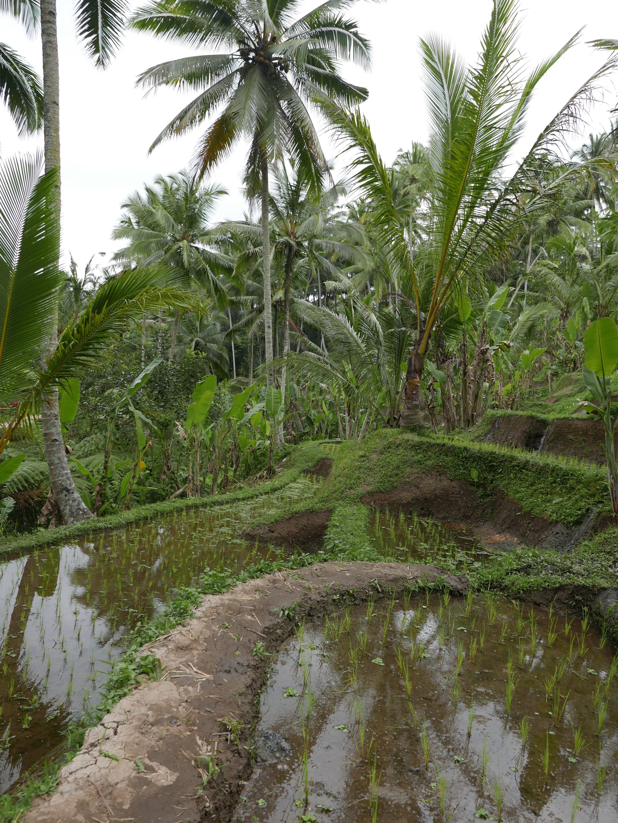 Photo by Author — The Tegallalang Rice Terraces, Bali, Indonesia