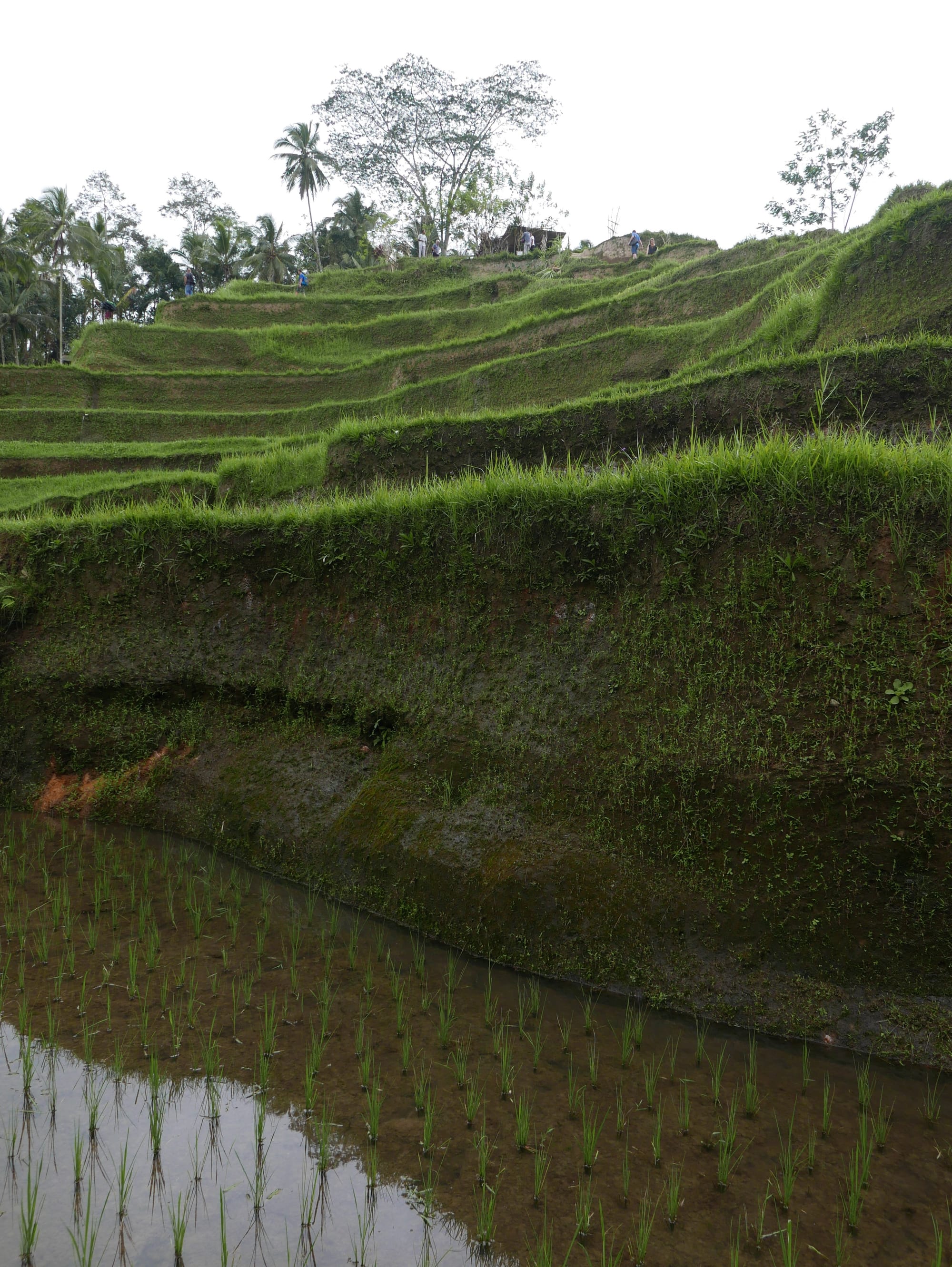 Photo by Author — The Tegallalang Rice Terraces, Bali, Indonesia