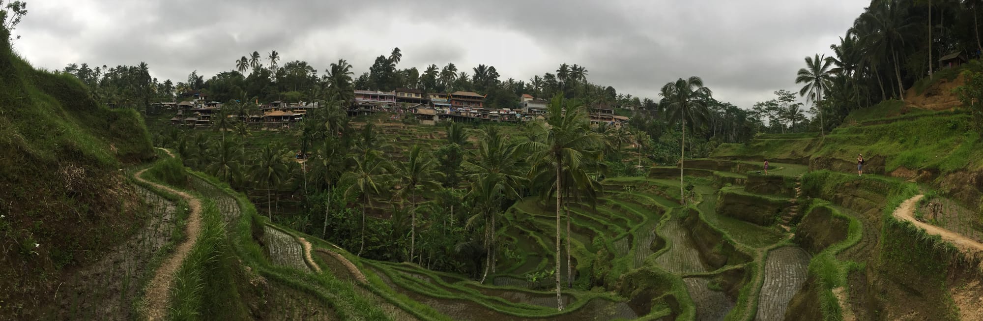 Photo by Author — The Tegallalang Rice Terraces, Bali, Indonesia