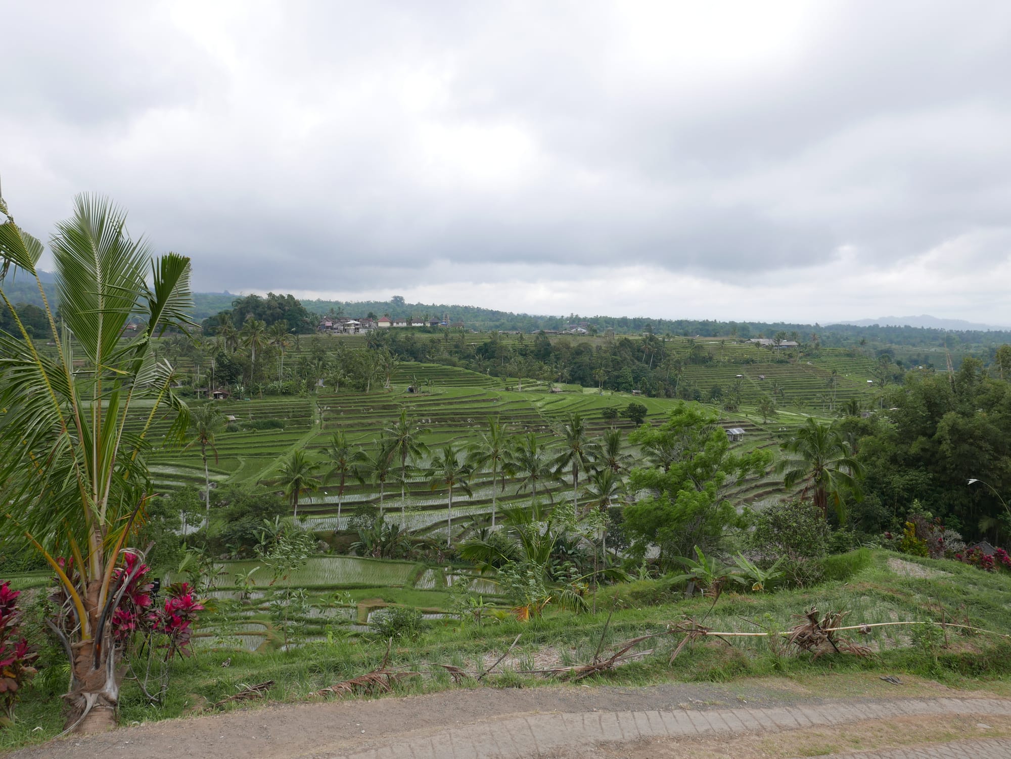 Photo by Author — rice fields of Warung Dhea Jatiluwih, Bali, Indonesia