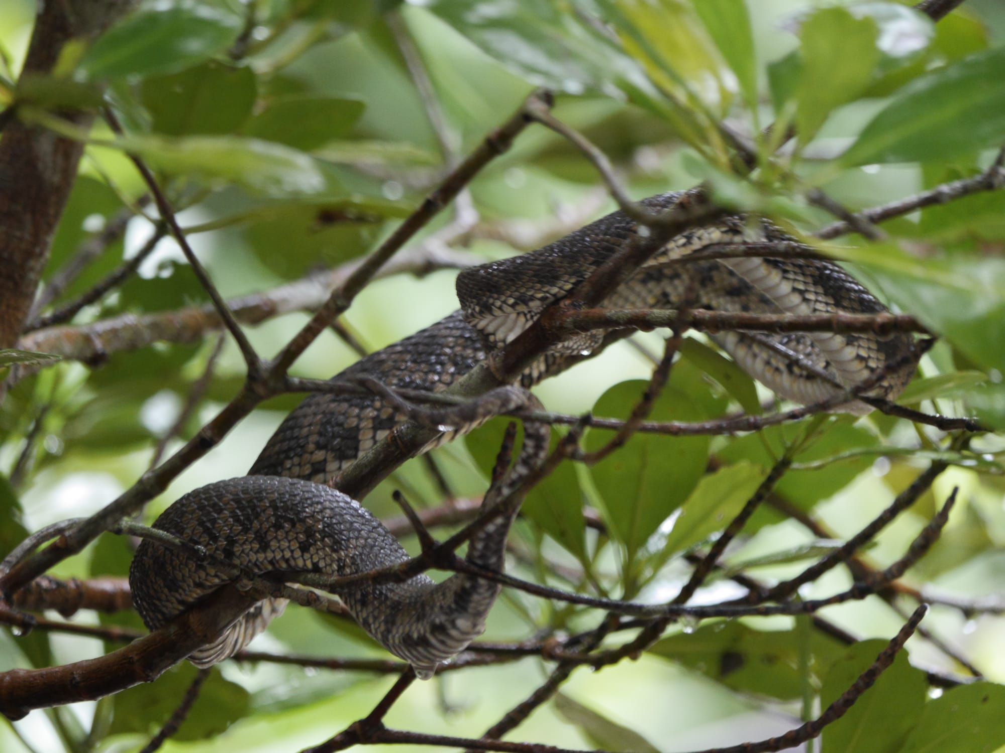 Photo by Author — Mangrove Pit Vipers (Trimeresurus purpureomaculatus) — Tg Rhu Mangrove Tour, Langkawi, Malaysia