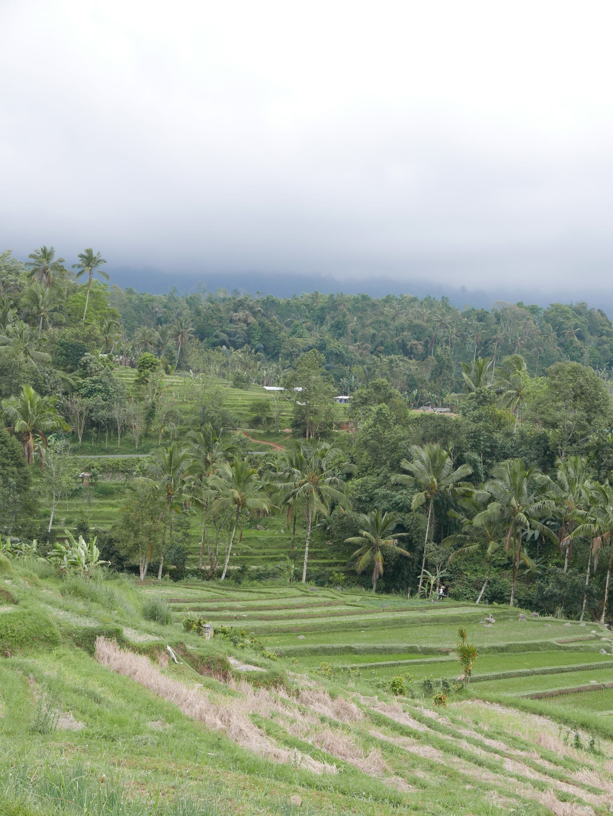 Photo by Author — rice fields of Warung Dhea Jatiluwih, Bali, Indonesia