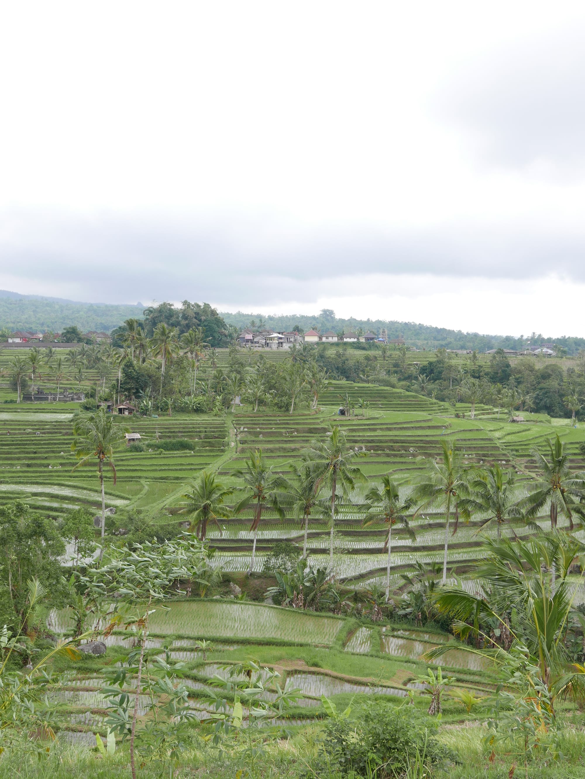 Photo by Author — rice fields of Warung Dhea Jatiluwih, Bali, Indonesia