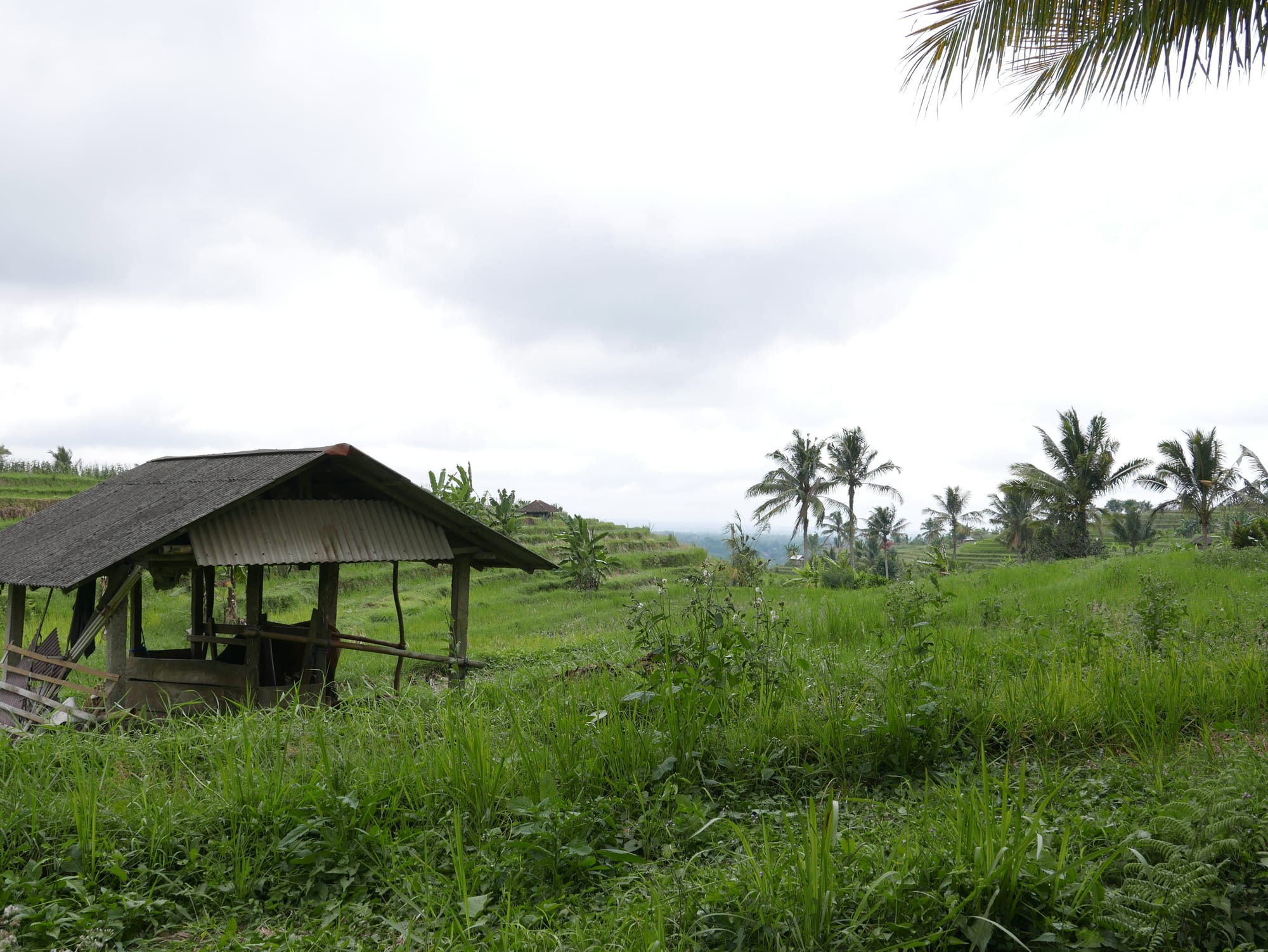 Photo by Author — Warung Dhea Jatiluwih, Bali, Indonesia