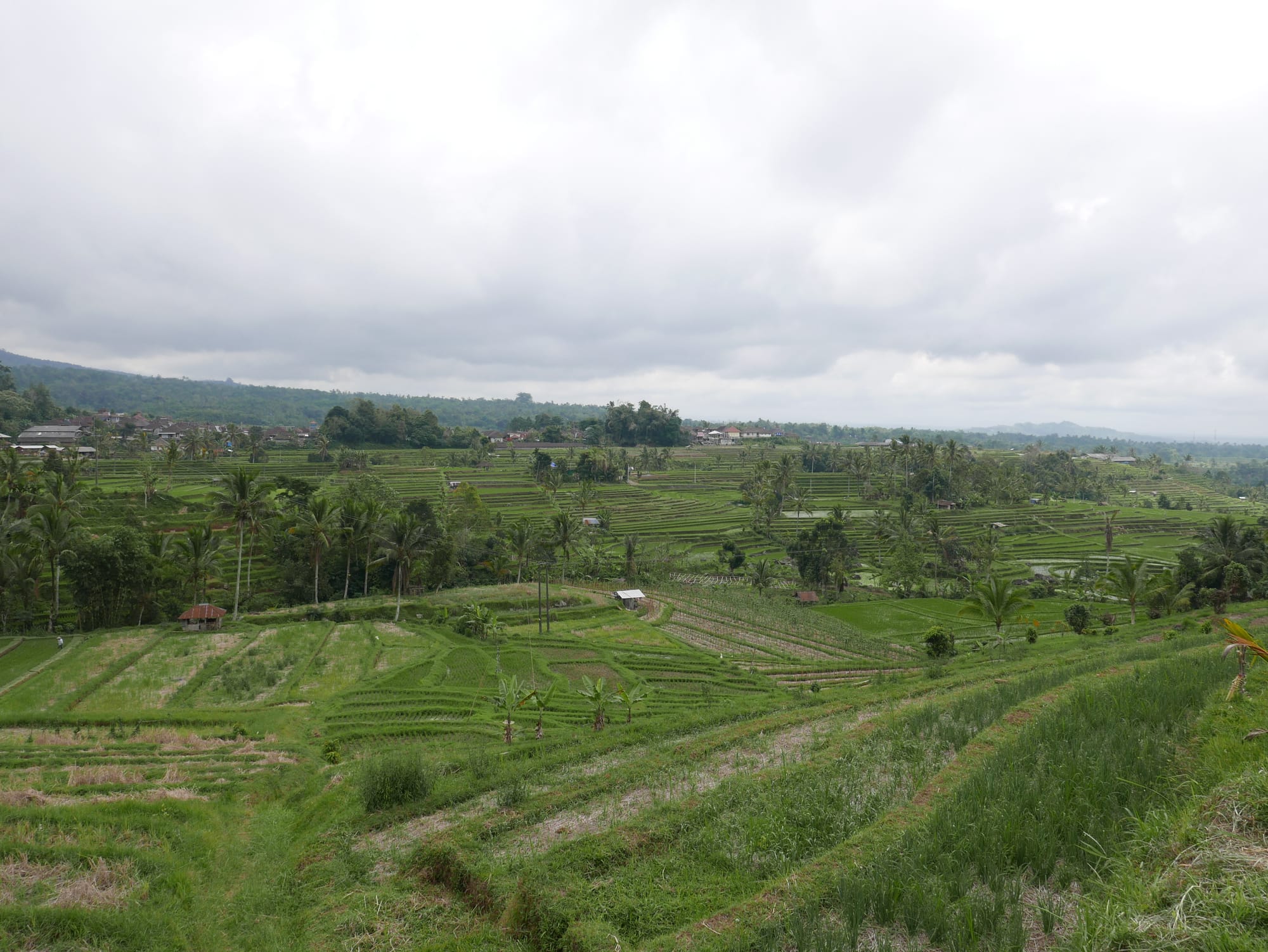 Photo by Author — rice fields of Warung Dhea Jatiluwih, Bali, Indonesia