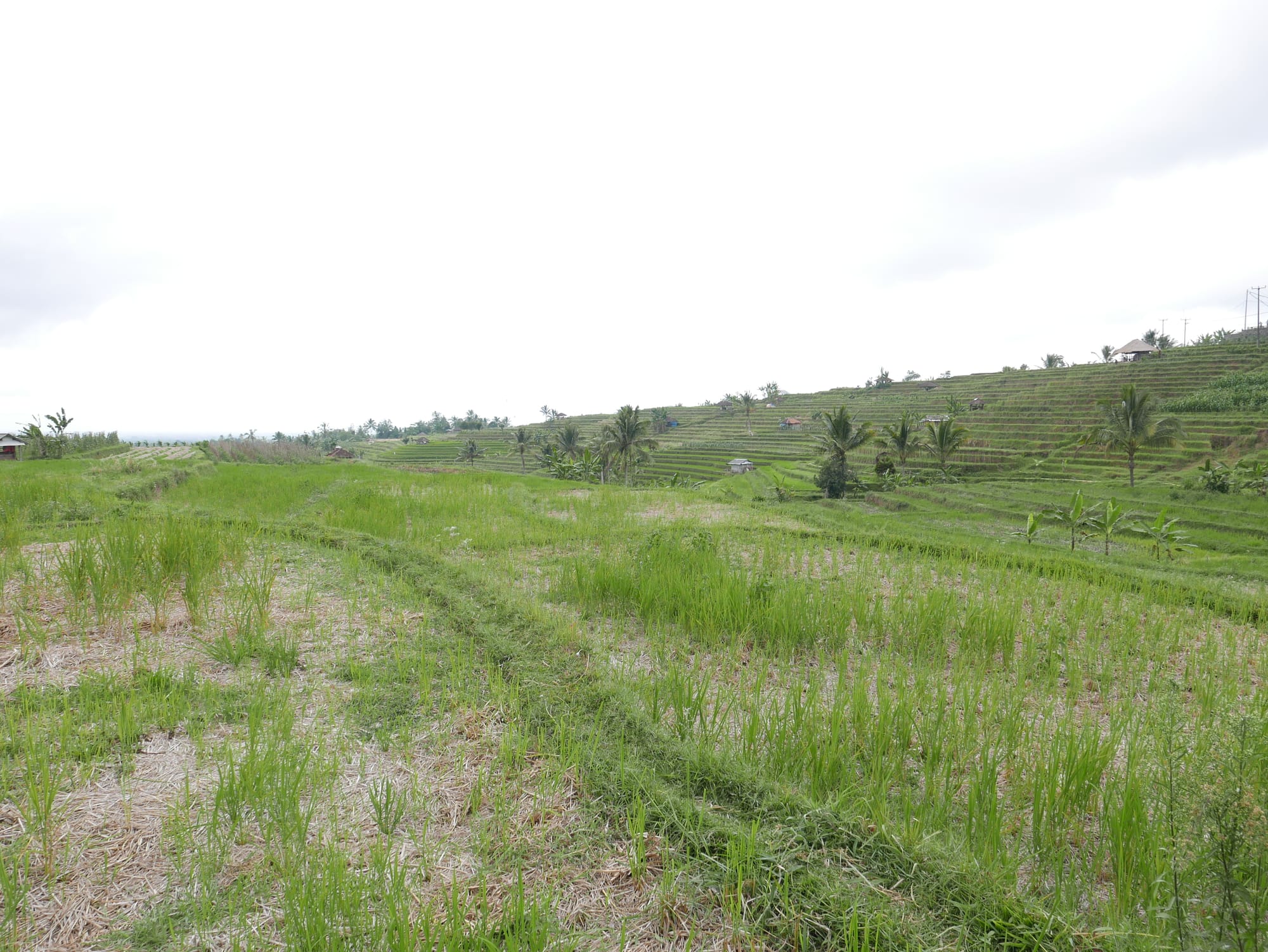 Photo by Author — an unused rice field in Warung Dhea Jatiluwih, Bali, Indonesia