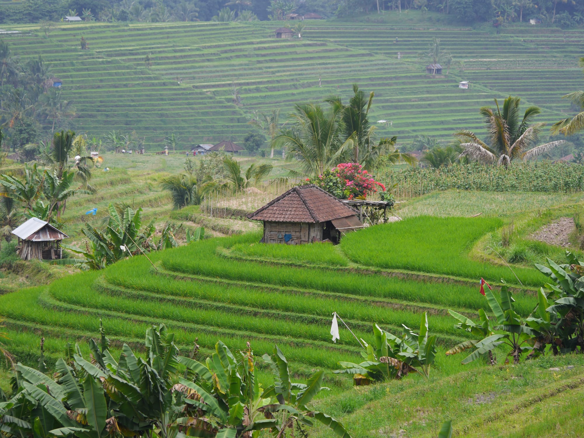 Photo by Author — rice fields of Warung Dhea Jatiluwih, Bali, Indonesia