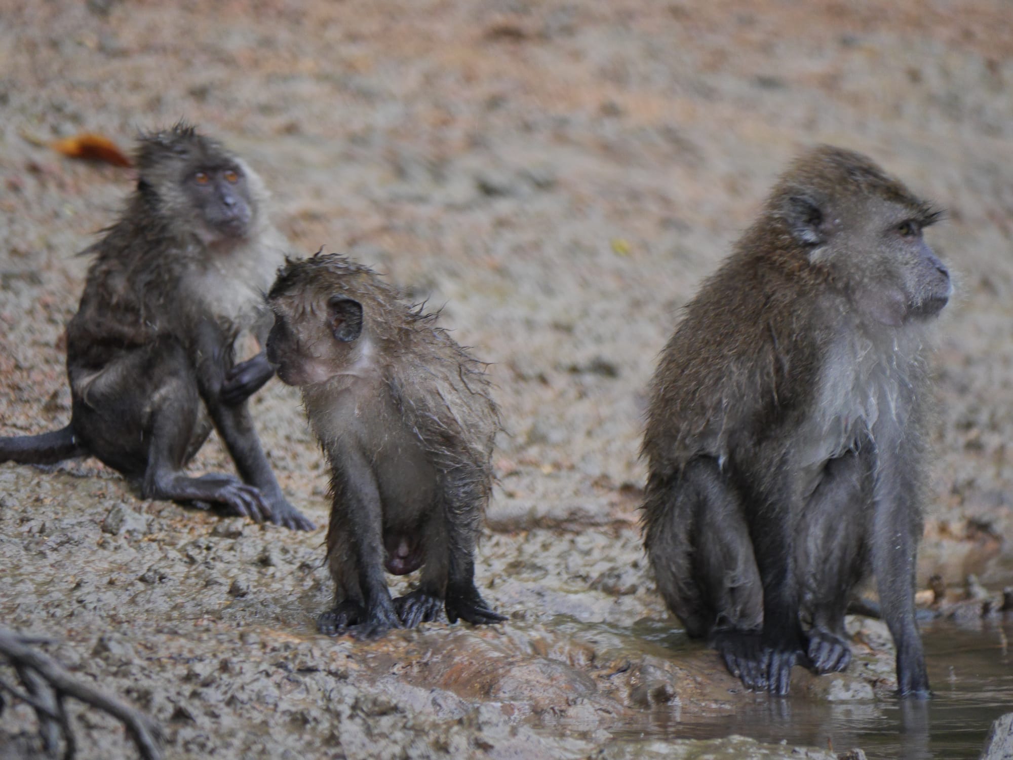 Photo by Author — wet monkeys in the swamp — Tg Rhu Mangrove Tour, Langkawi, Malaysia