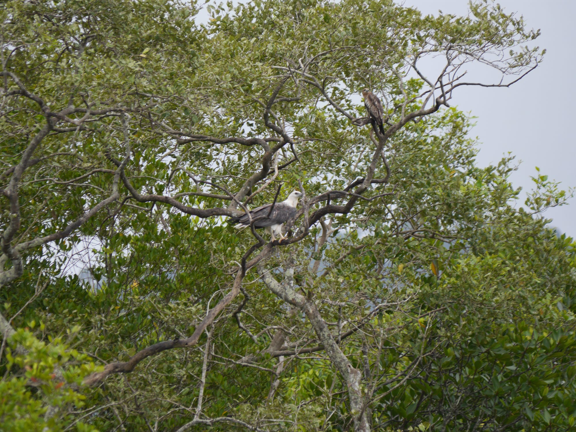 Photo by Author — White Belly Sea Eagle (Haliaeetus leucogaster) sitting in a tree — Tg Rhu Mangrove Tour, Langkawi, Malaysia