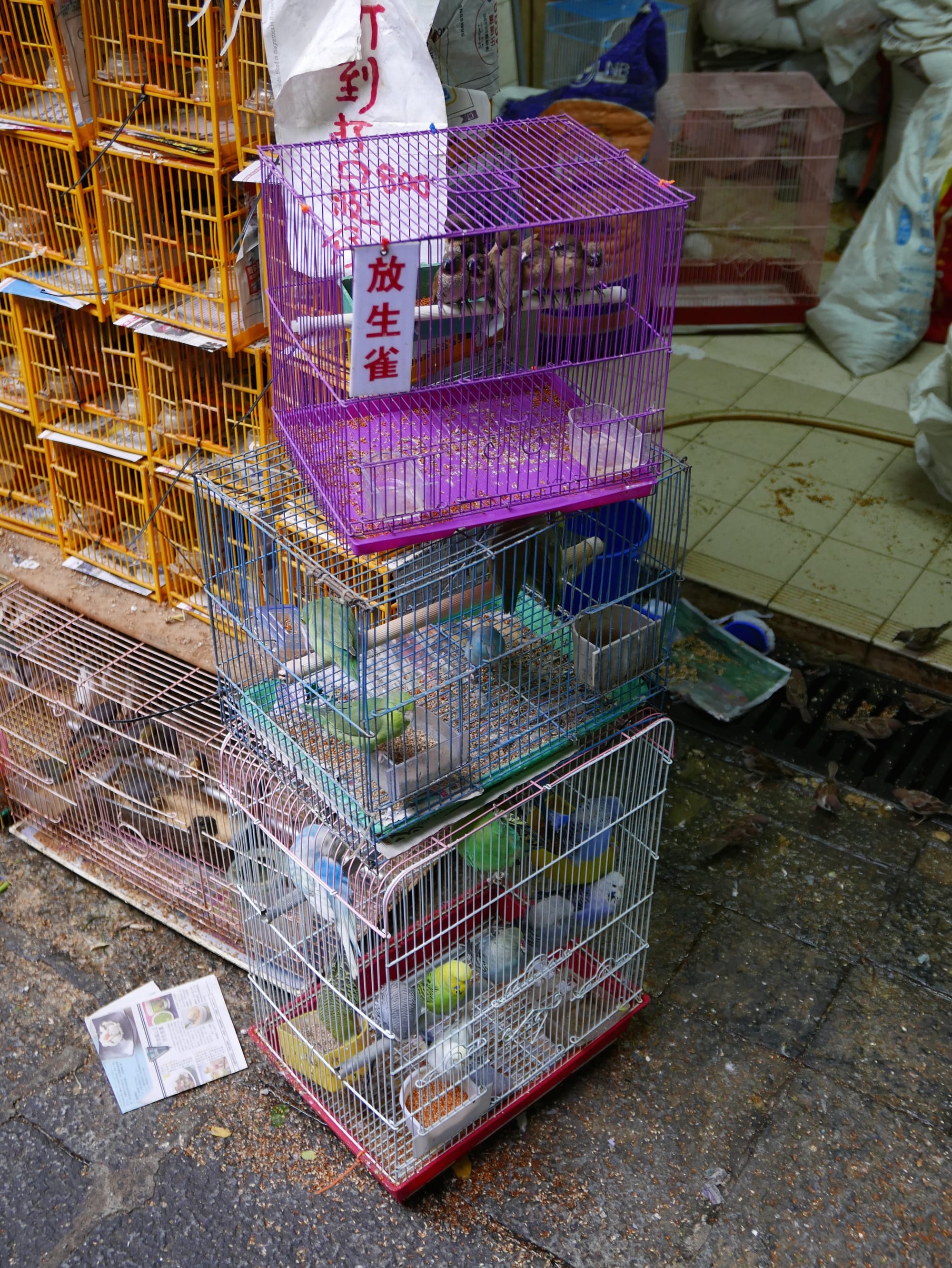 Photo by Author — Yuen Po Street Bird Garden 園圃街雀鳥花園, Hong Kong