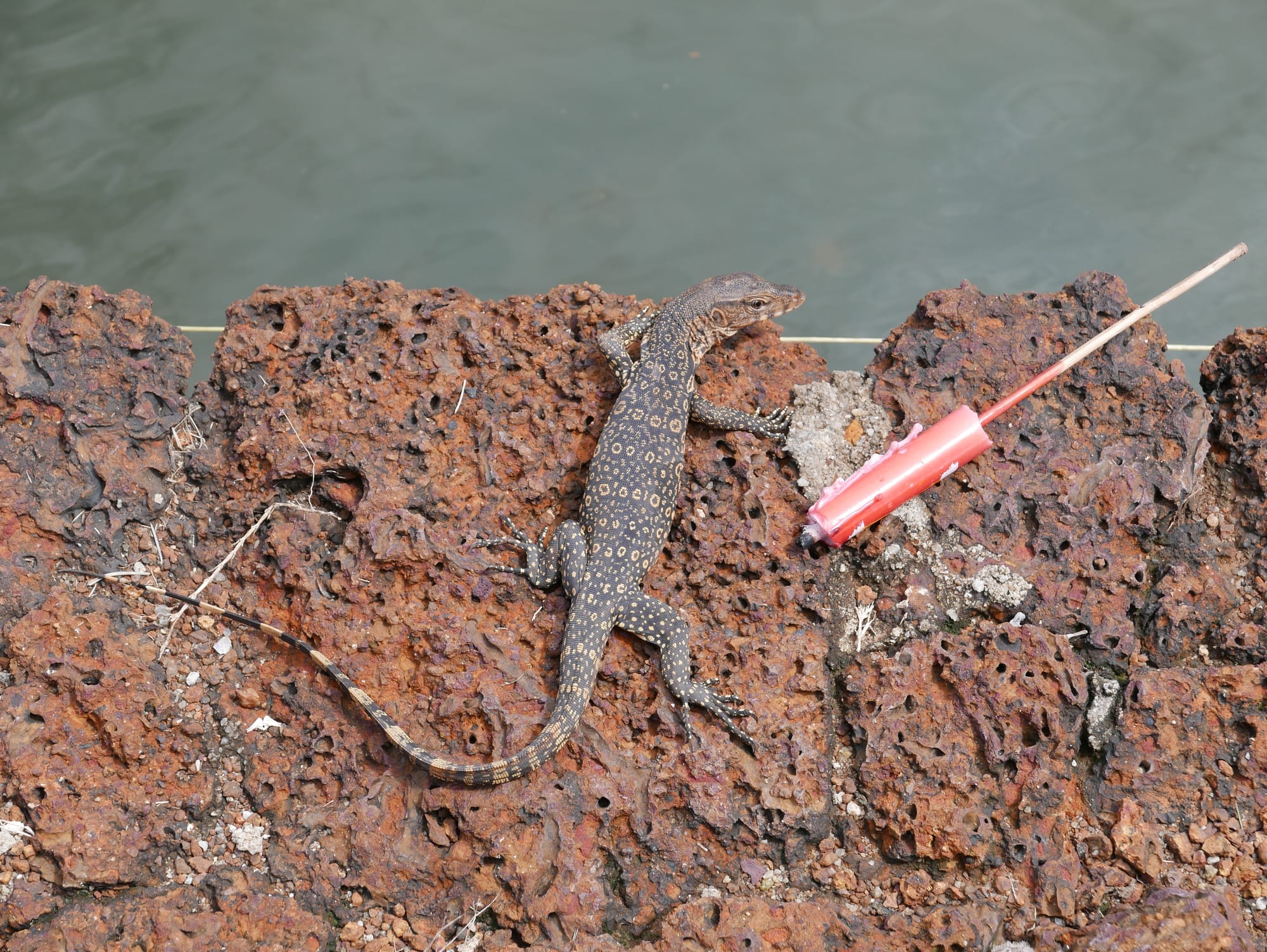 Photo by Author — baby Water Monitor Lizards — Malacca, Malaysia