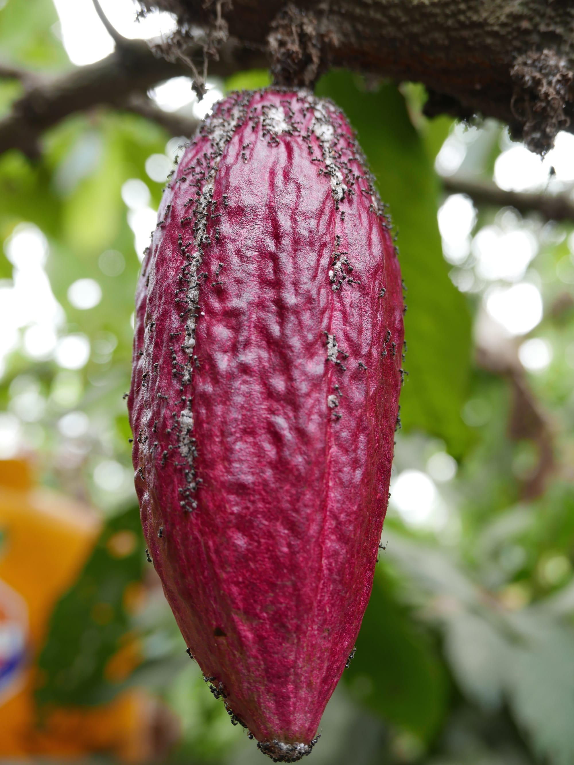 Photo by Author — Cocao plant (Theobroma cacao) at Coffee Luwak Luwus, Bali, Indonesia