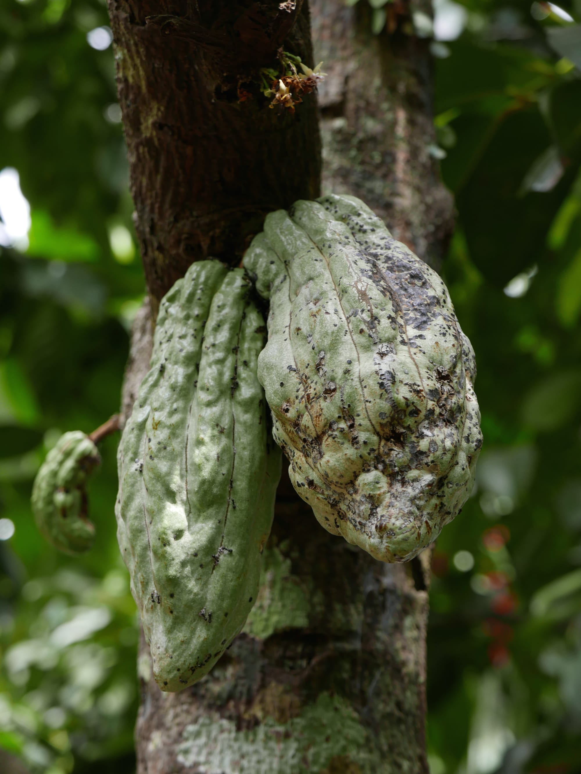 Photo by Author — Cocao plant (Theobroma cacao) at Coffee Luwak Luwus, Bali, Indonesia