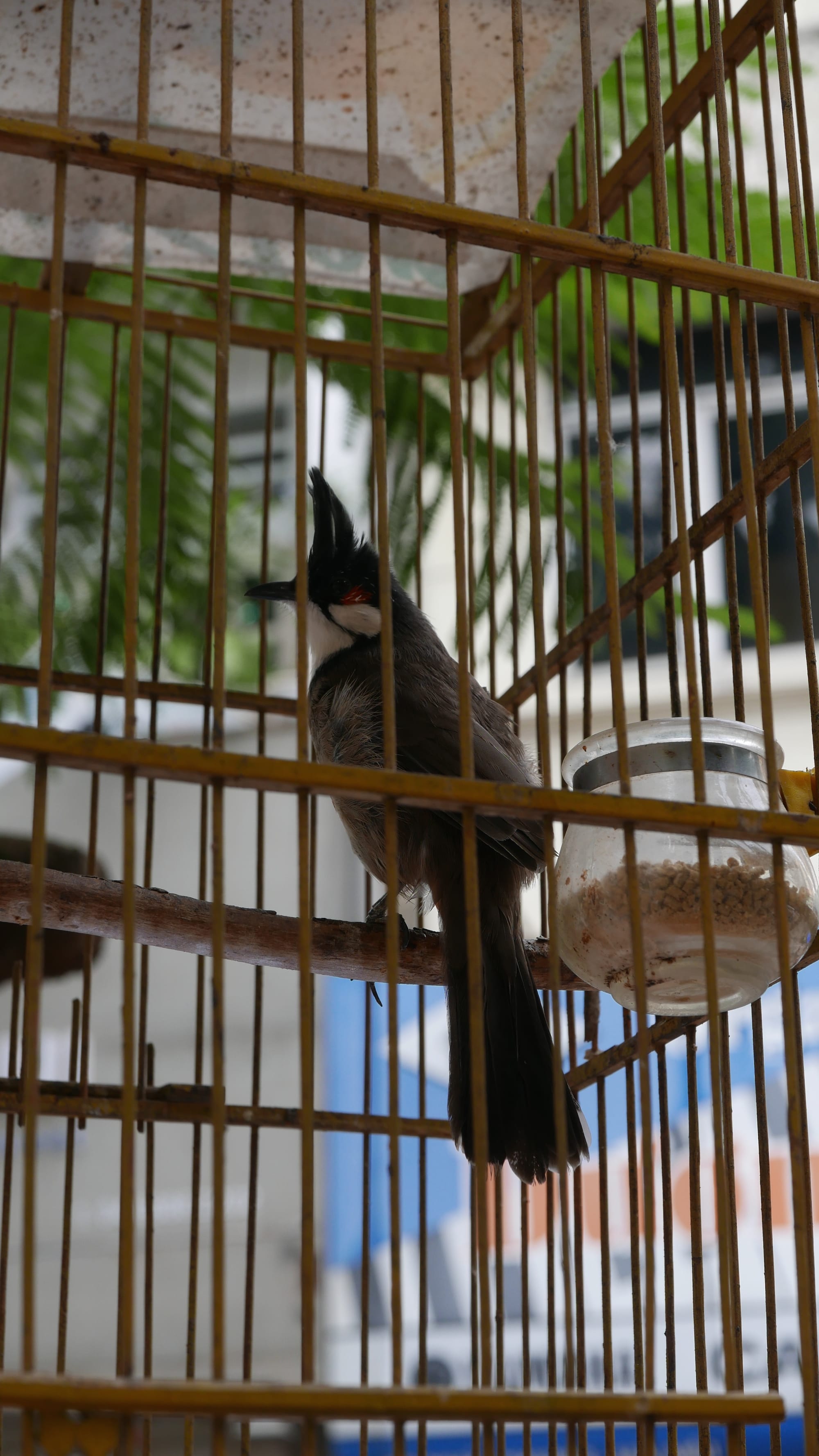 Photo by Author — caged bird — Hanoi, Vietnam