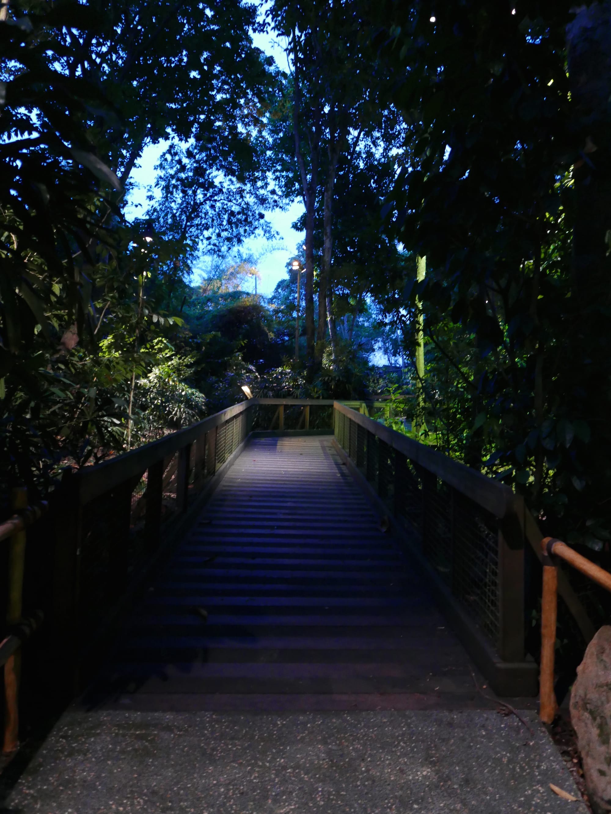 Photo by Author — the walking trail — Singapore Zoo Night Safari, Singapore