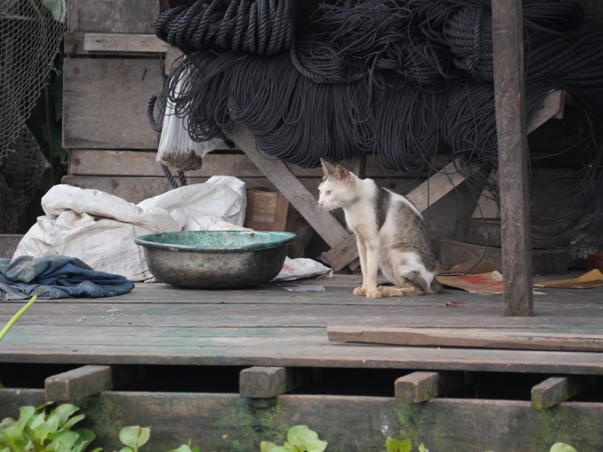 Photo by Author — a cat at Mechrey Floating Village, Siem Reap, Cambodia